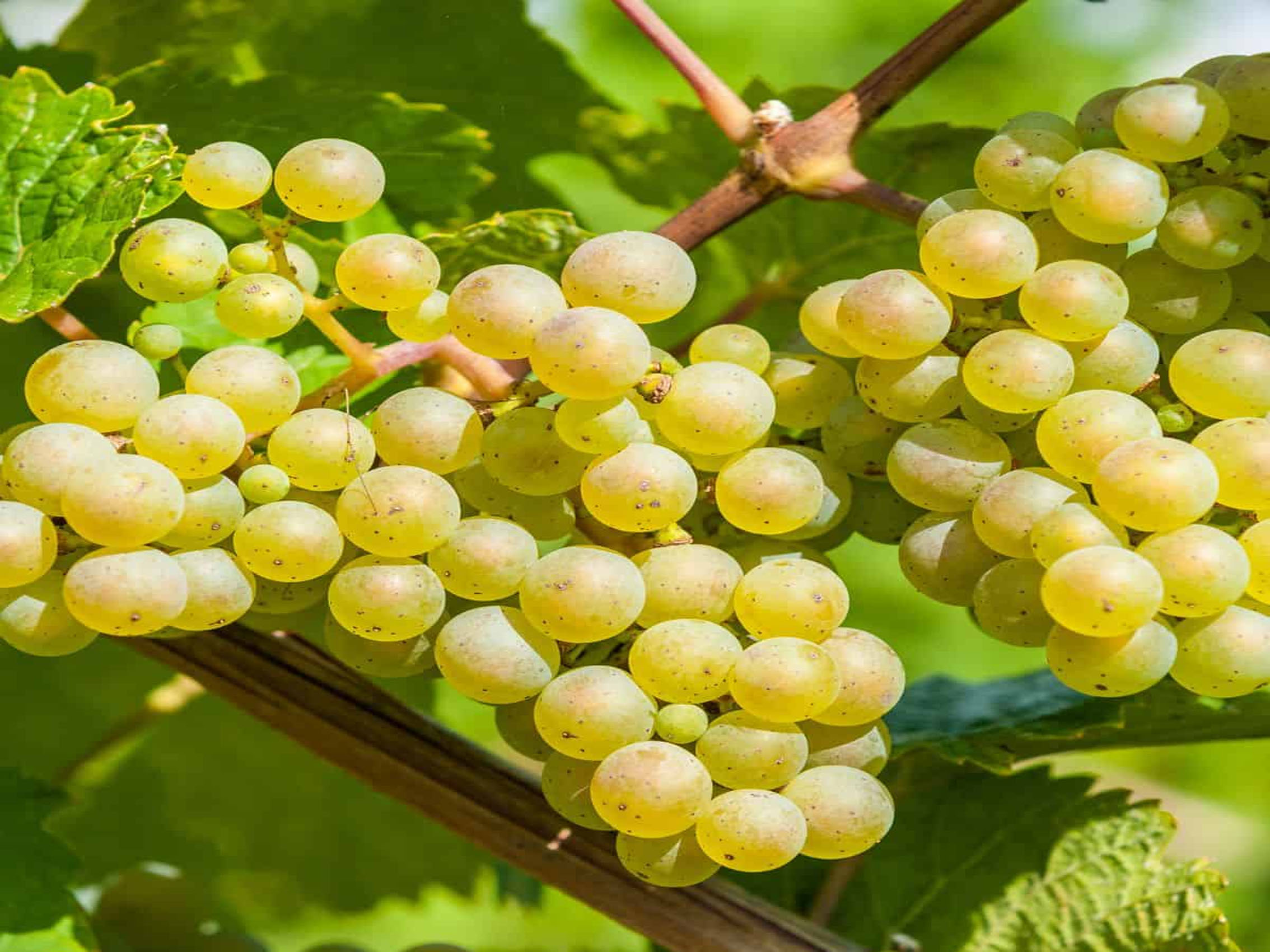 rượu vang domaine faiveley mercurey clos rochette monopole 2020