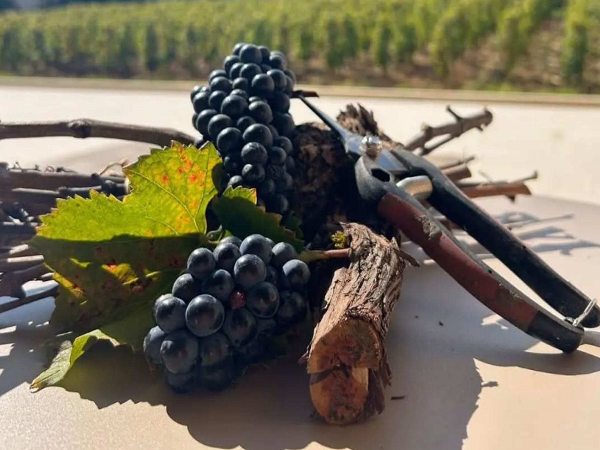 rượu vang domaine faiveley mercurey premier cru clos des myglands monopole 2020