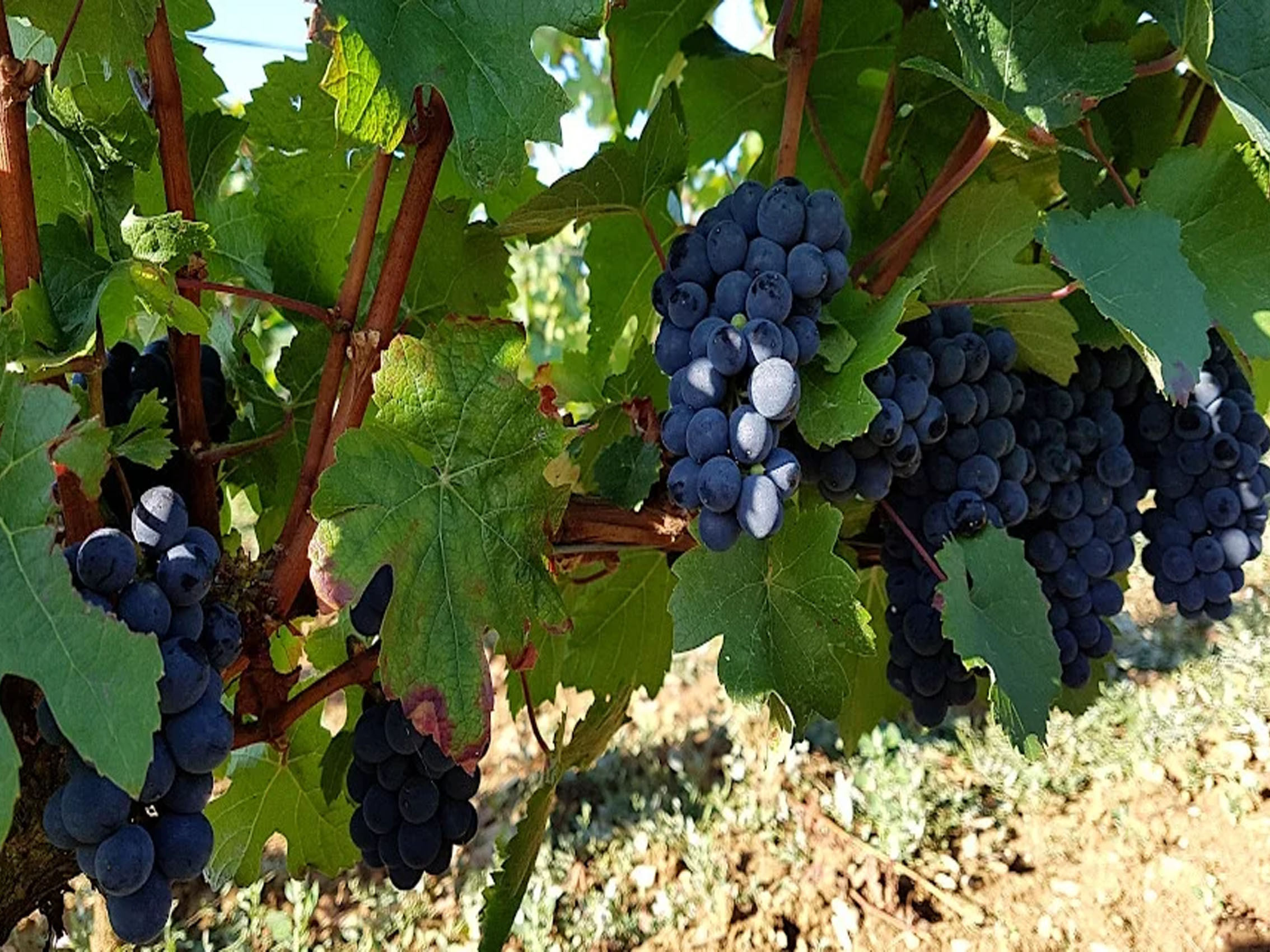 rượu vang domaine faiveley mercurey vieilles vignes 2020