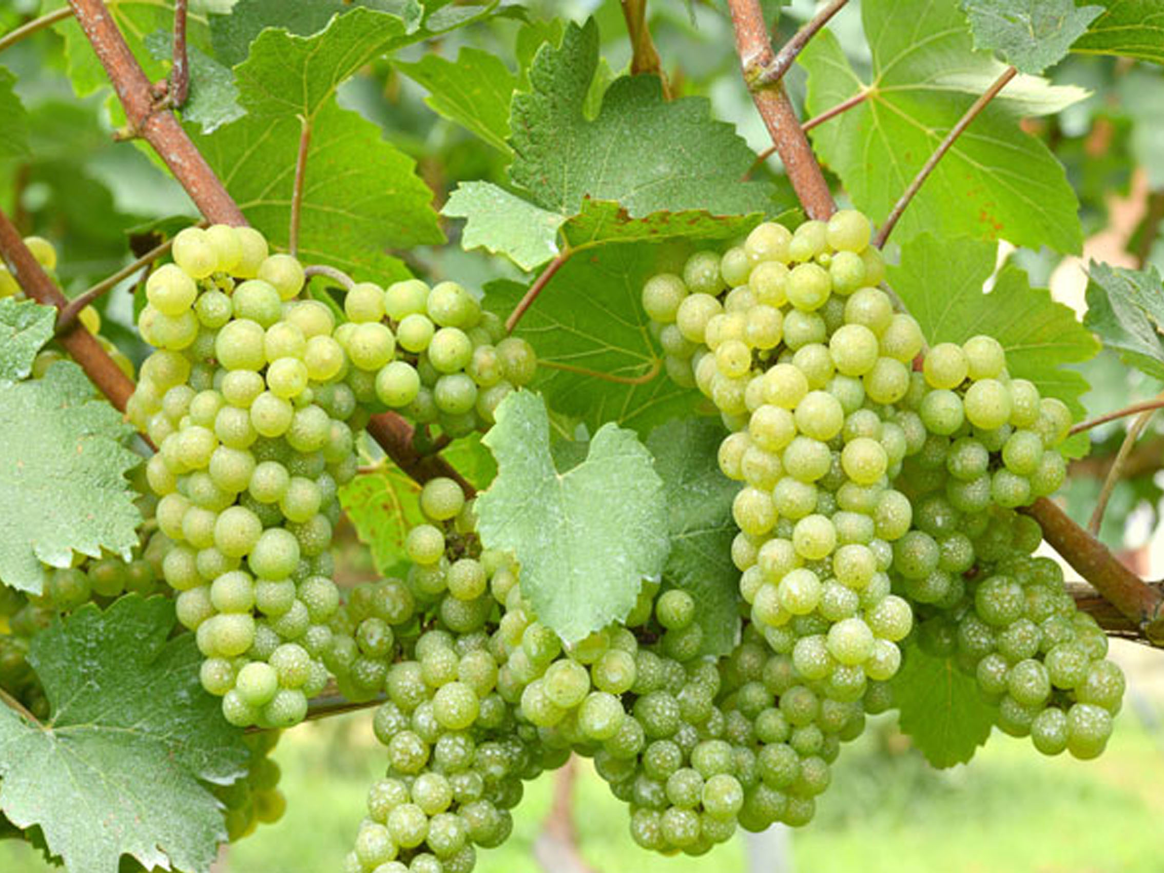 rượu vang domaine faiveley montagny 2019