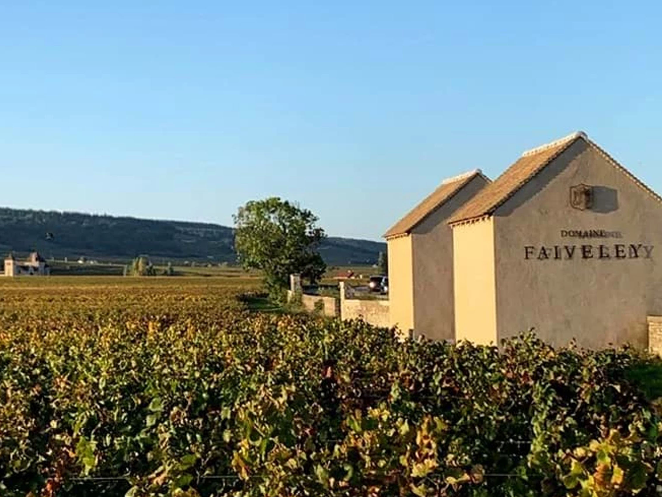 rượu vang domaine faiveley montagny 2019