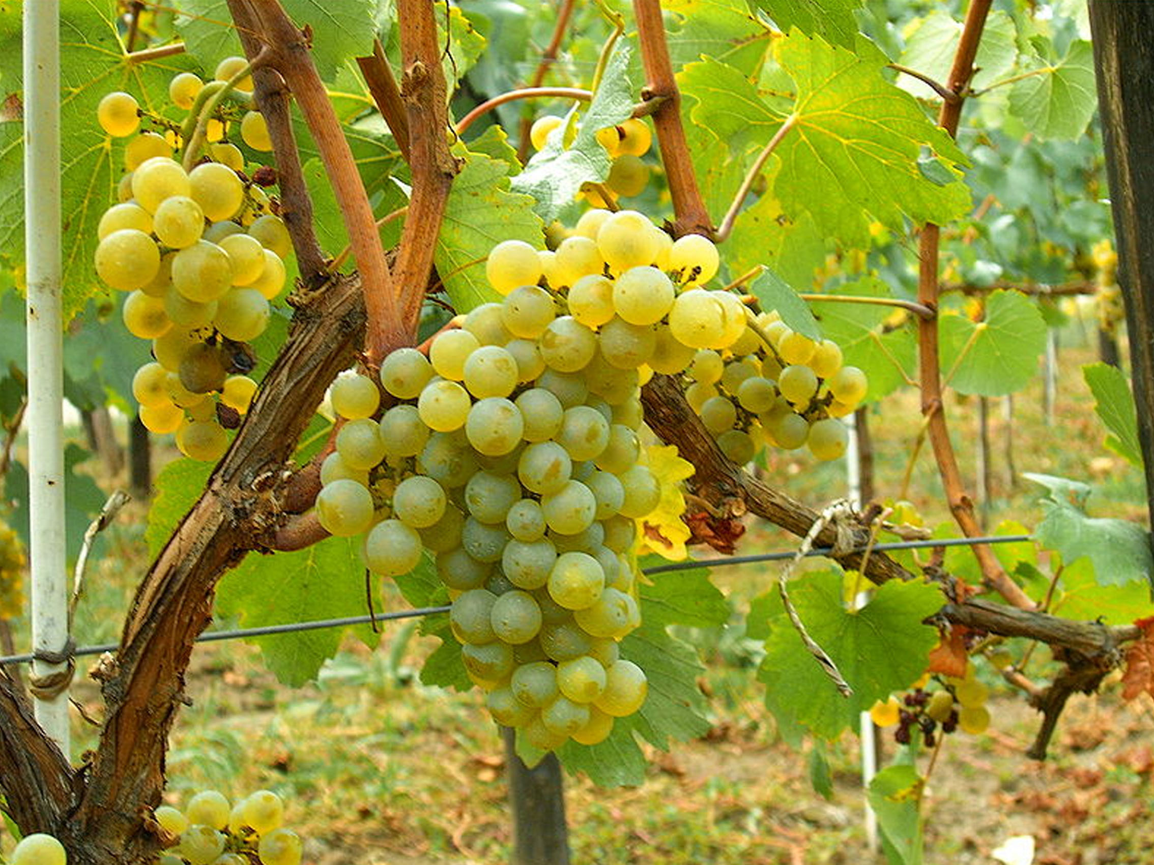 rượu vang domaine faiveley montagny 2020