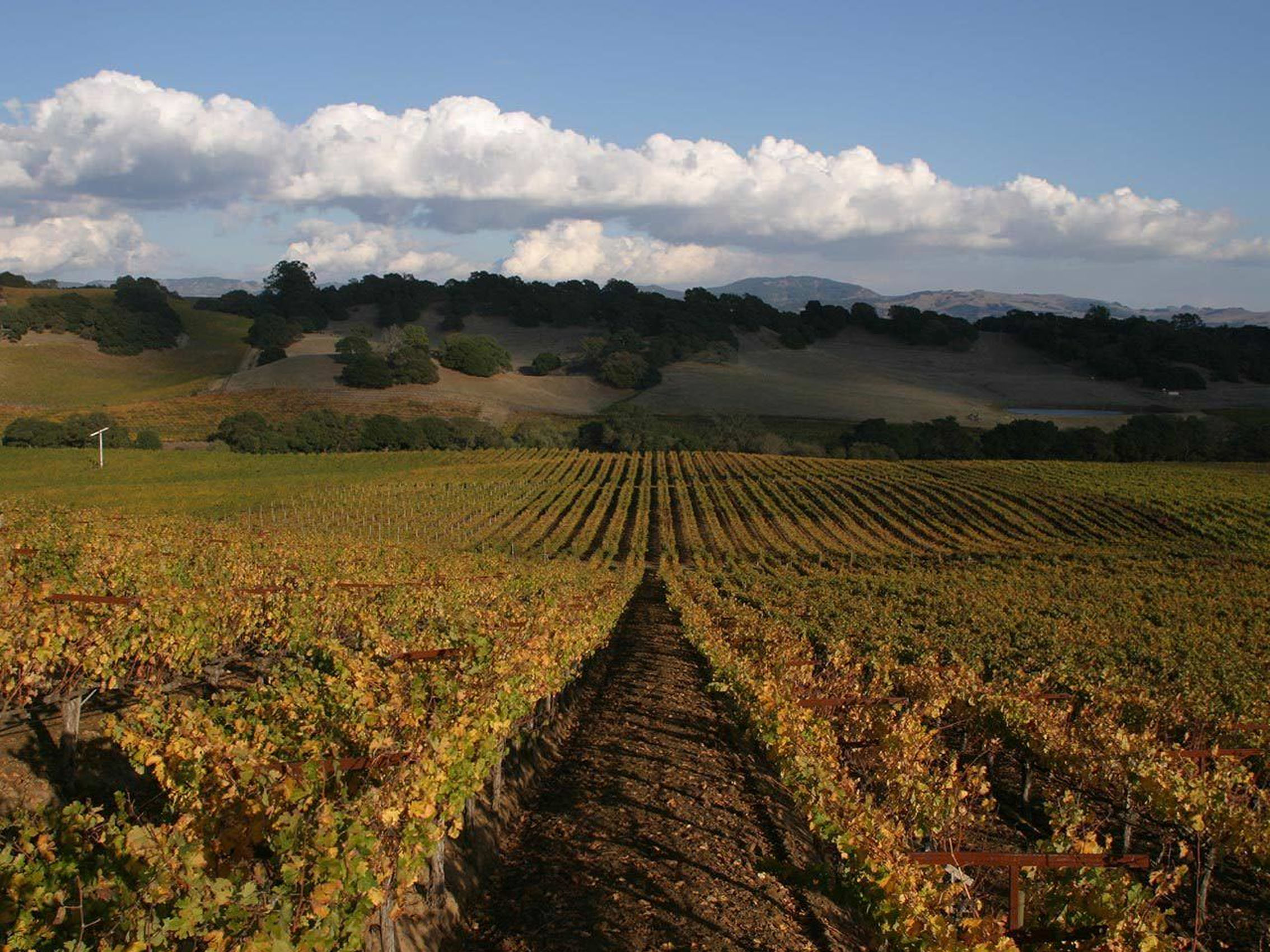 rượu vang domaine faiveley montagny 2020