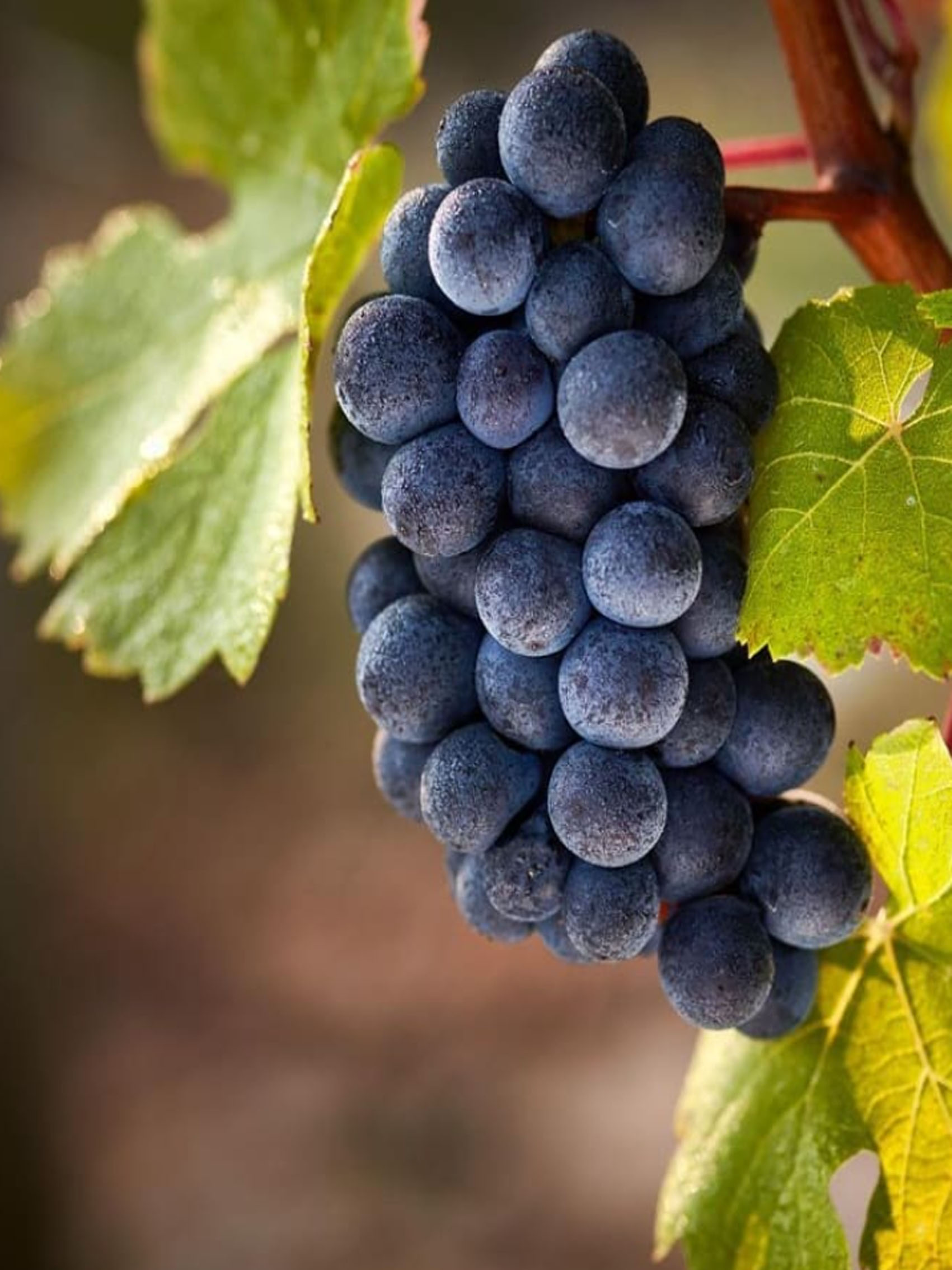 rượu vang domaine faiveley monthélie premier cru les champs fulliot