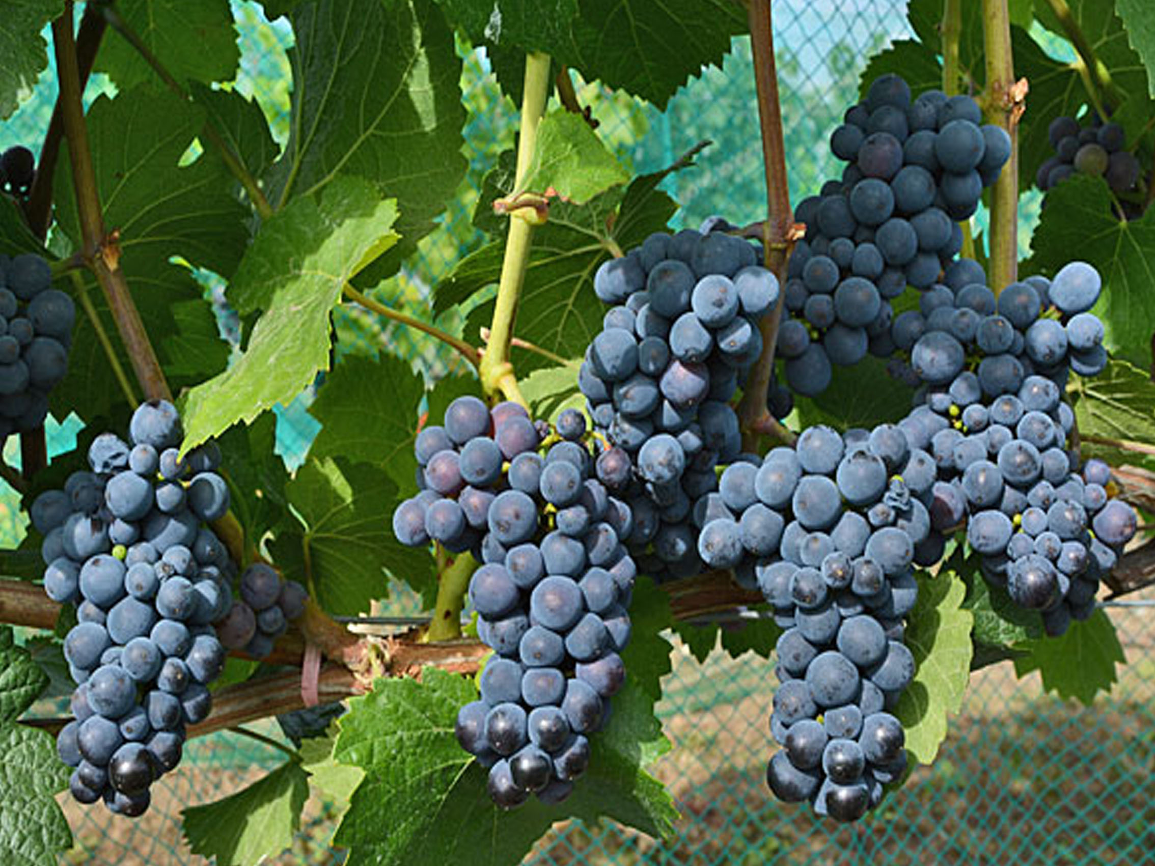 rượu vang domaine faiveley nuits-saint-georges les lavières