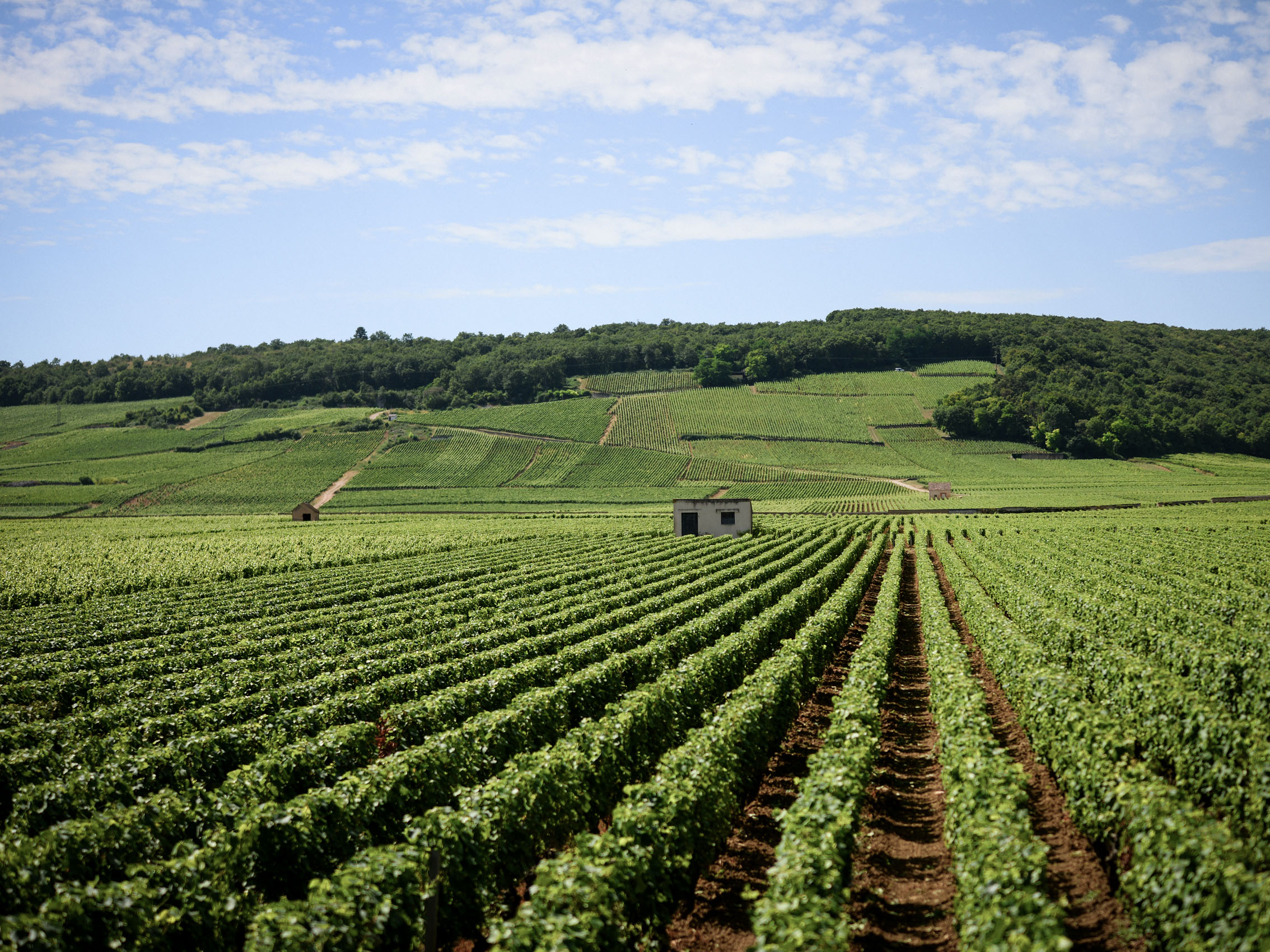 rượu vang domaine faiveley nuits-saint-georges les lavières