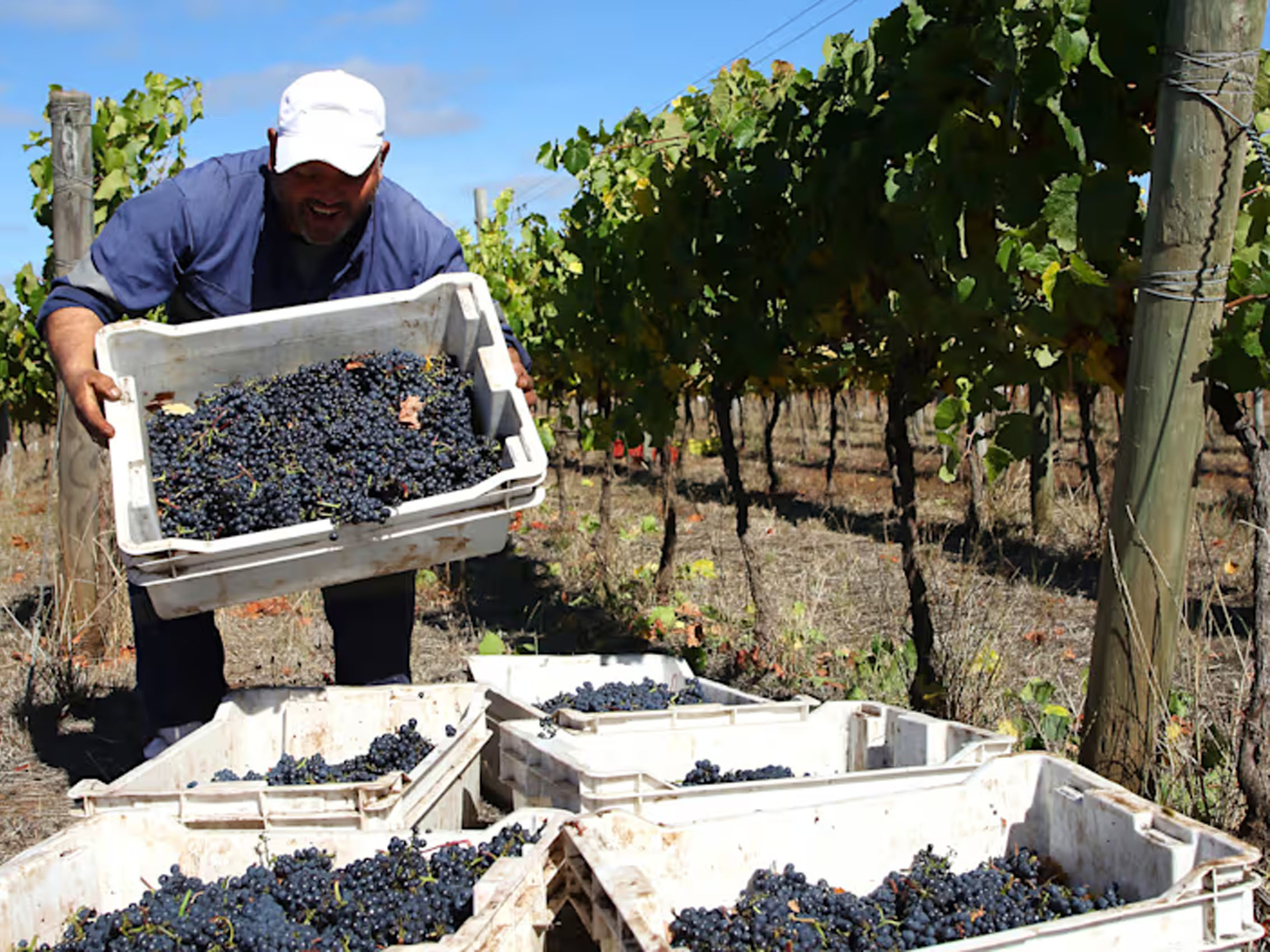 rượu vang domaine faiveley nuits saint georges premier cru les damodes