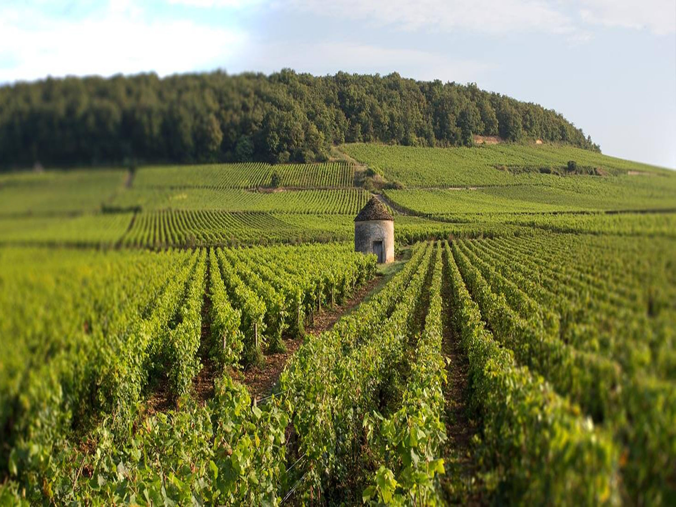 rượu vang joseph faiveley bourgogne chardonnay 2019