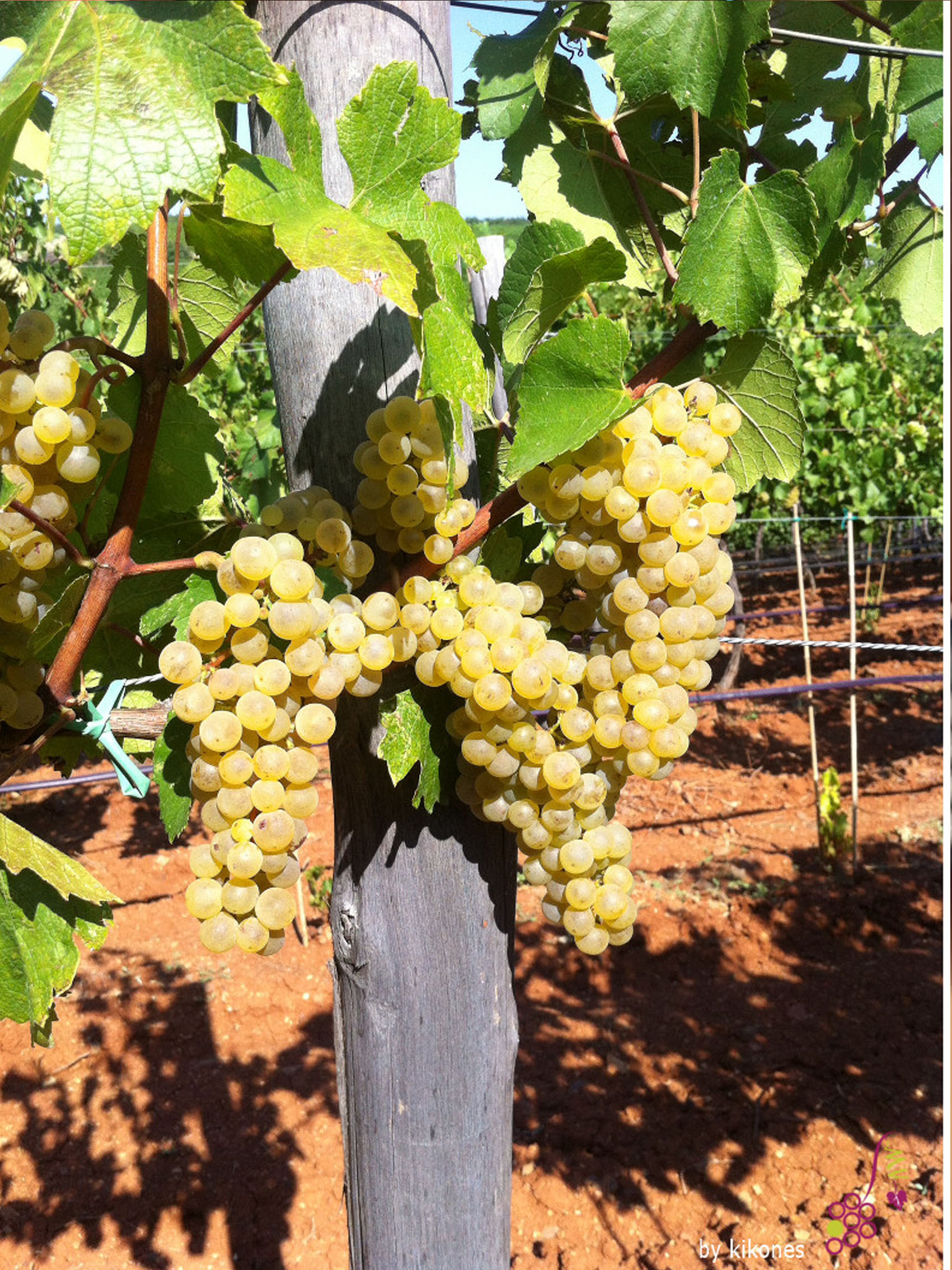 rượu vang joseph faiveley bourgogne chardonnay 2020