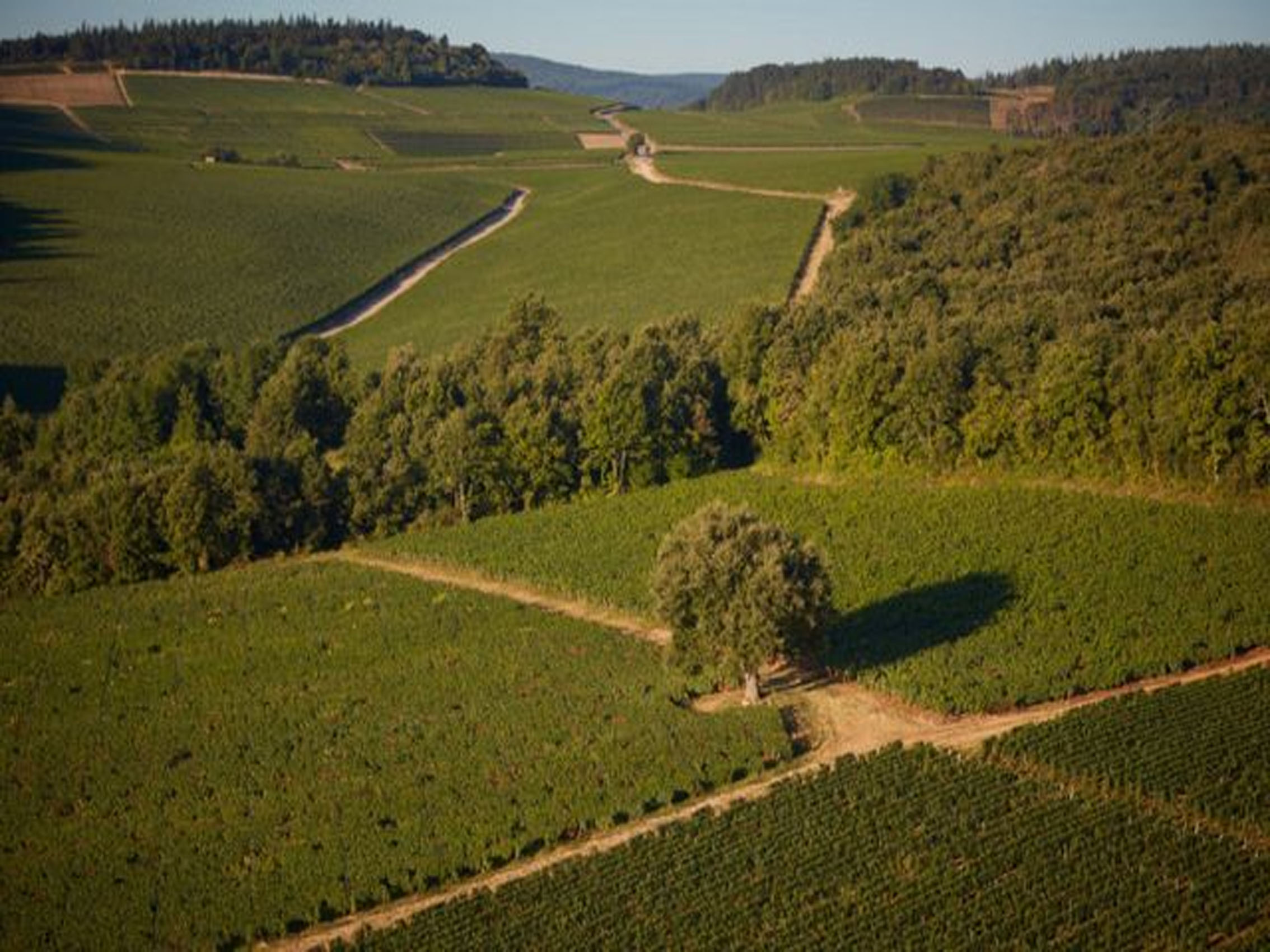 rượu vang joseph faiveley bourgogne chardonnay 2020