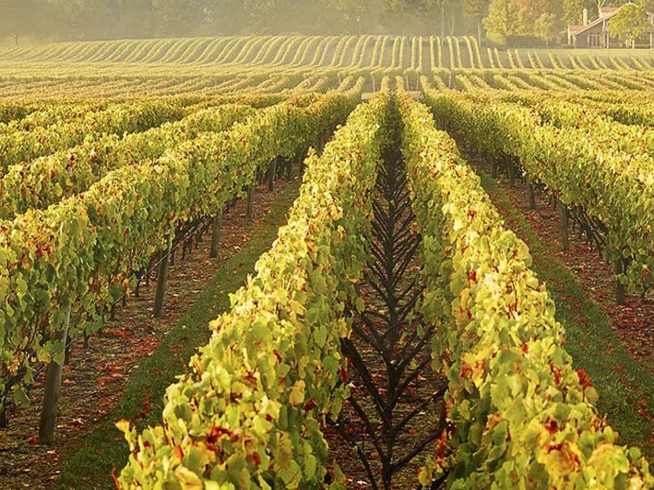 rượu vang joseph faiveley bourgogne pinot noir 2020