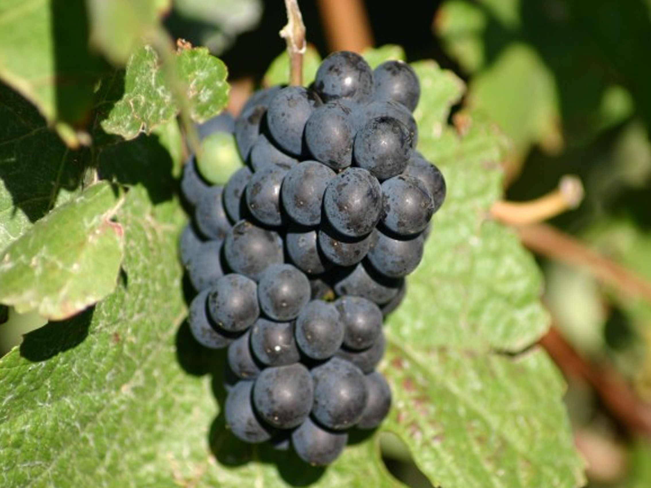 rượu vang joseph faiveley bourgogne pinot noir 2020