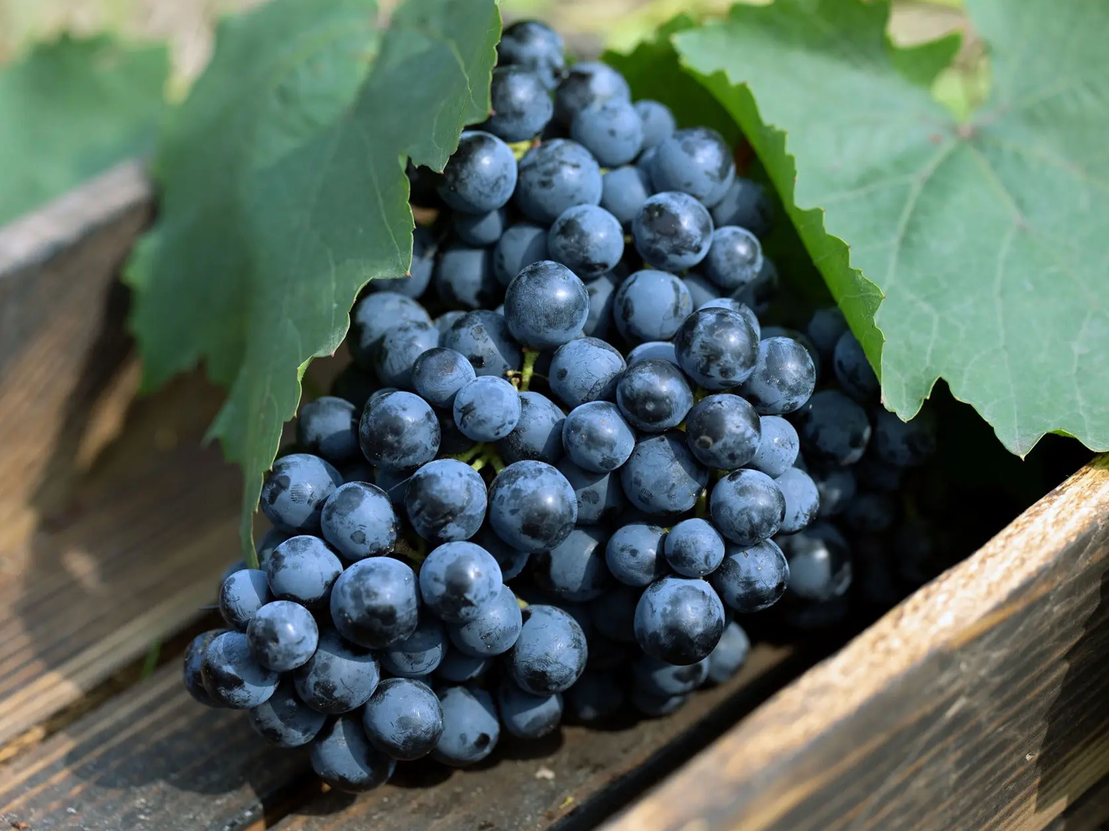 rượu vang joseph faiveley bourgogne pinot noir 2021