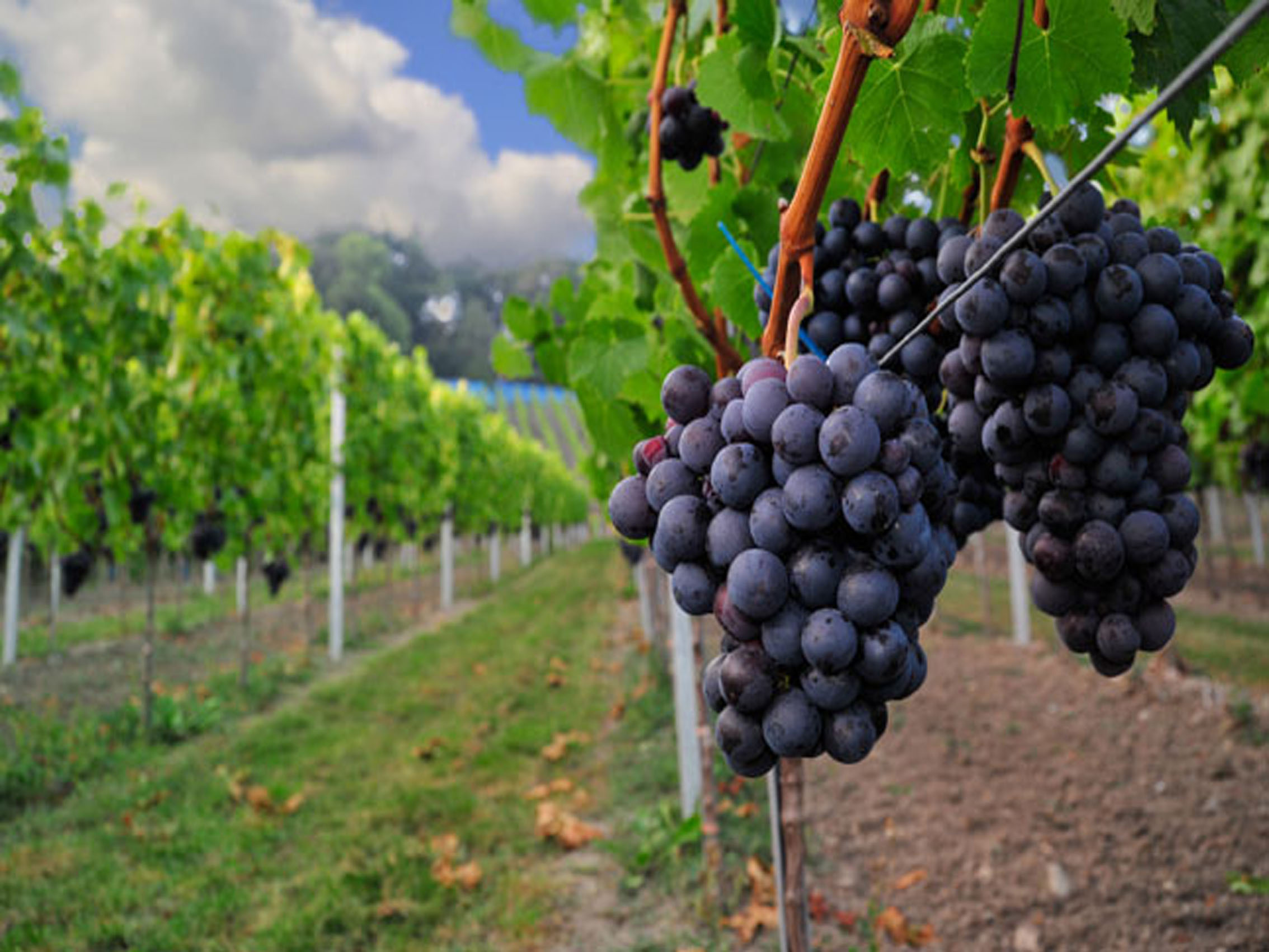 rượu vang joseph faiveley chambolle-musigny