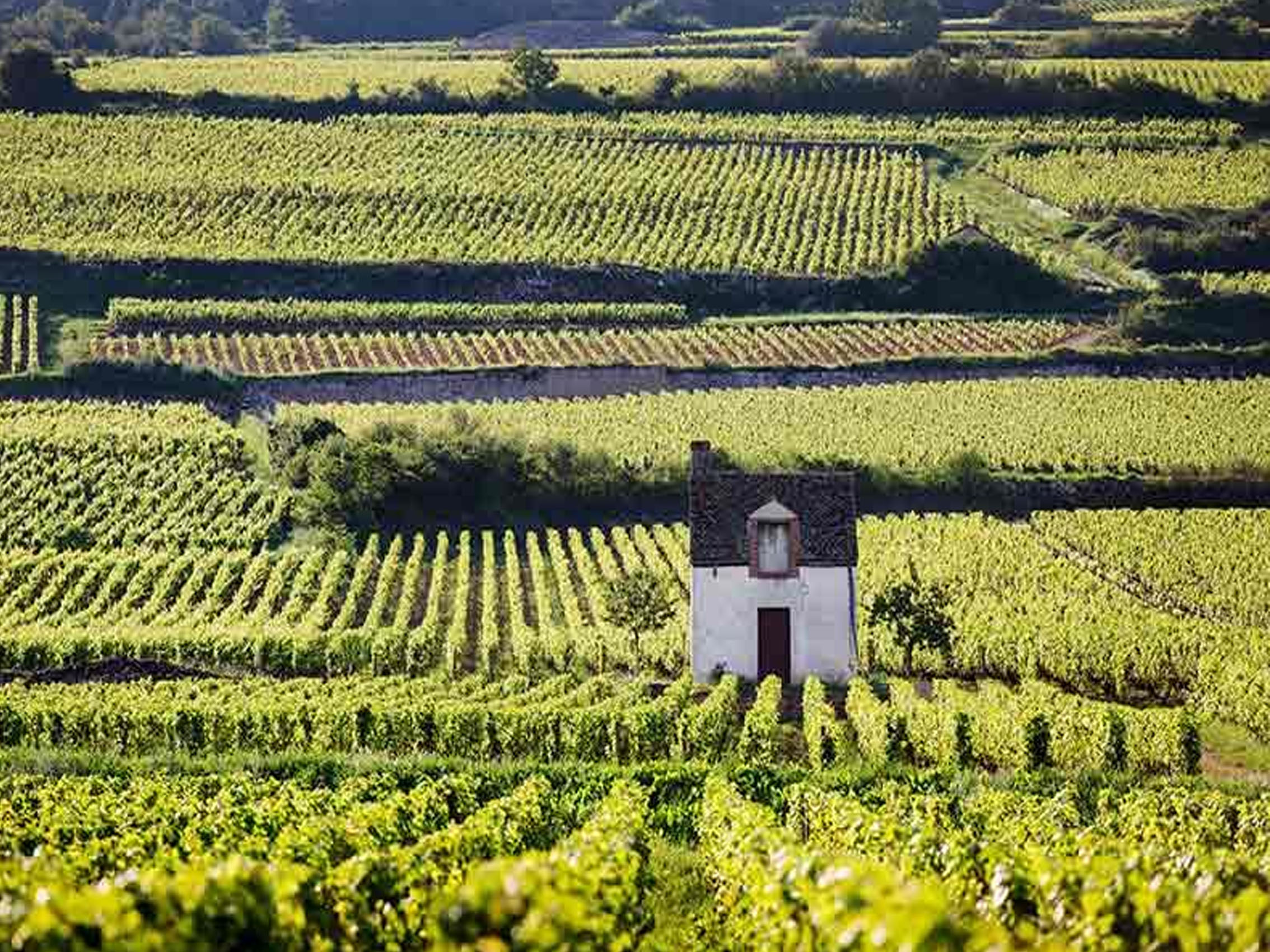 rượu vang joseph faiveley chambolle-musigny