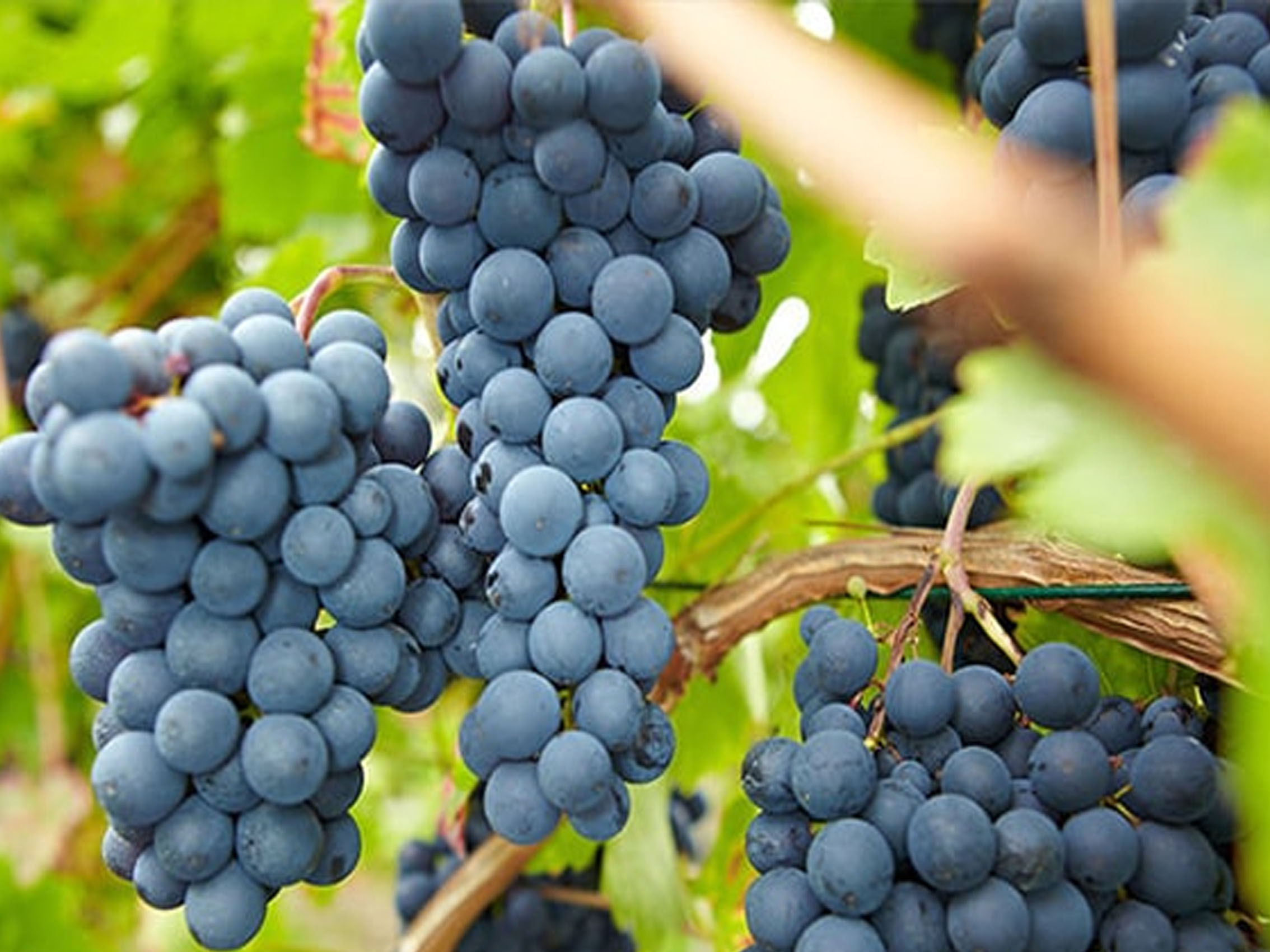 rượu vang joseph faiveley chambolle musigny premier cru les charmes 2013