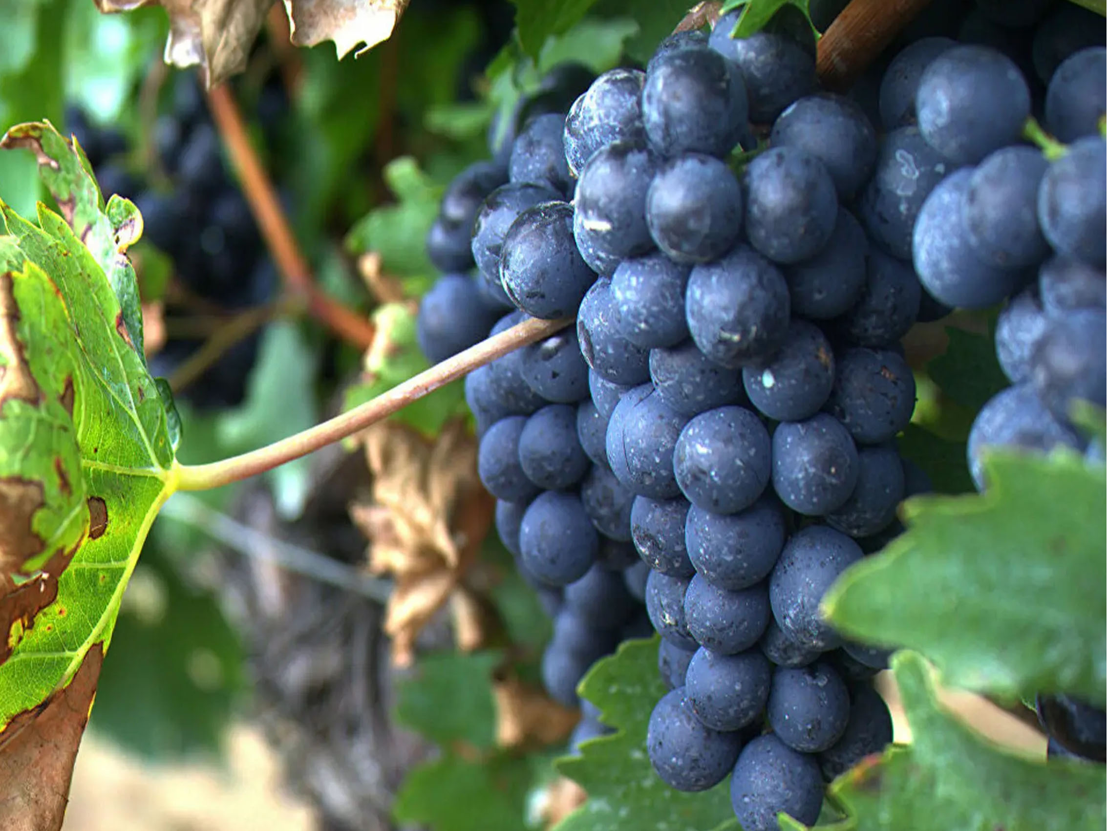 rượu vang joseph faiveley chambolle musigny premier cru les charmes 2014