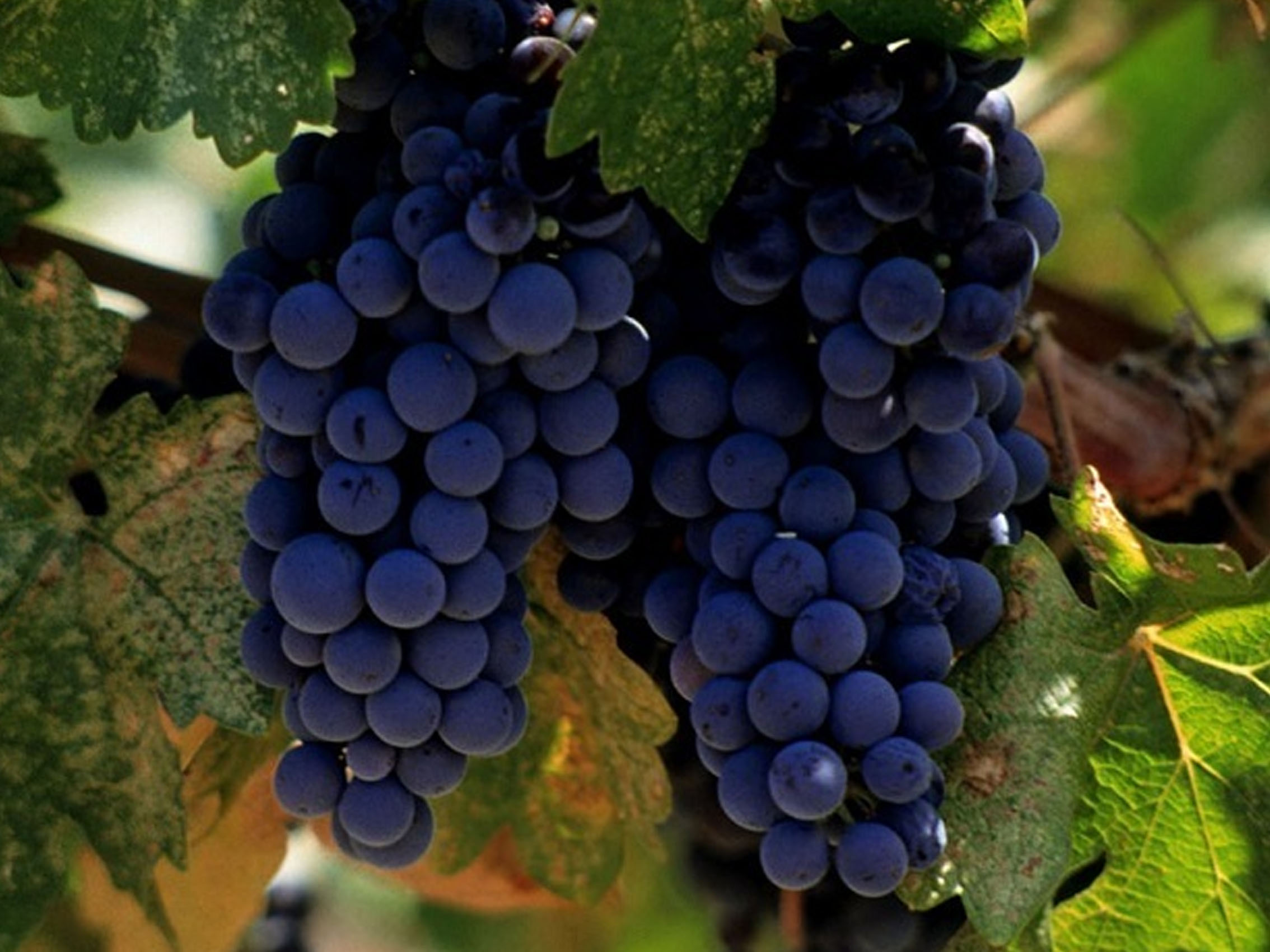 rượu vang joseph faiveley chambolle musigny premier cru les charmes 2017