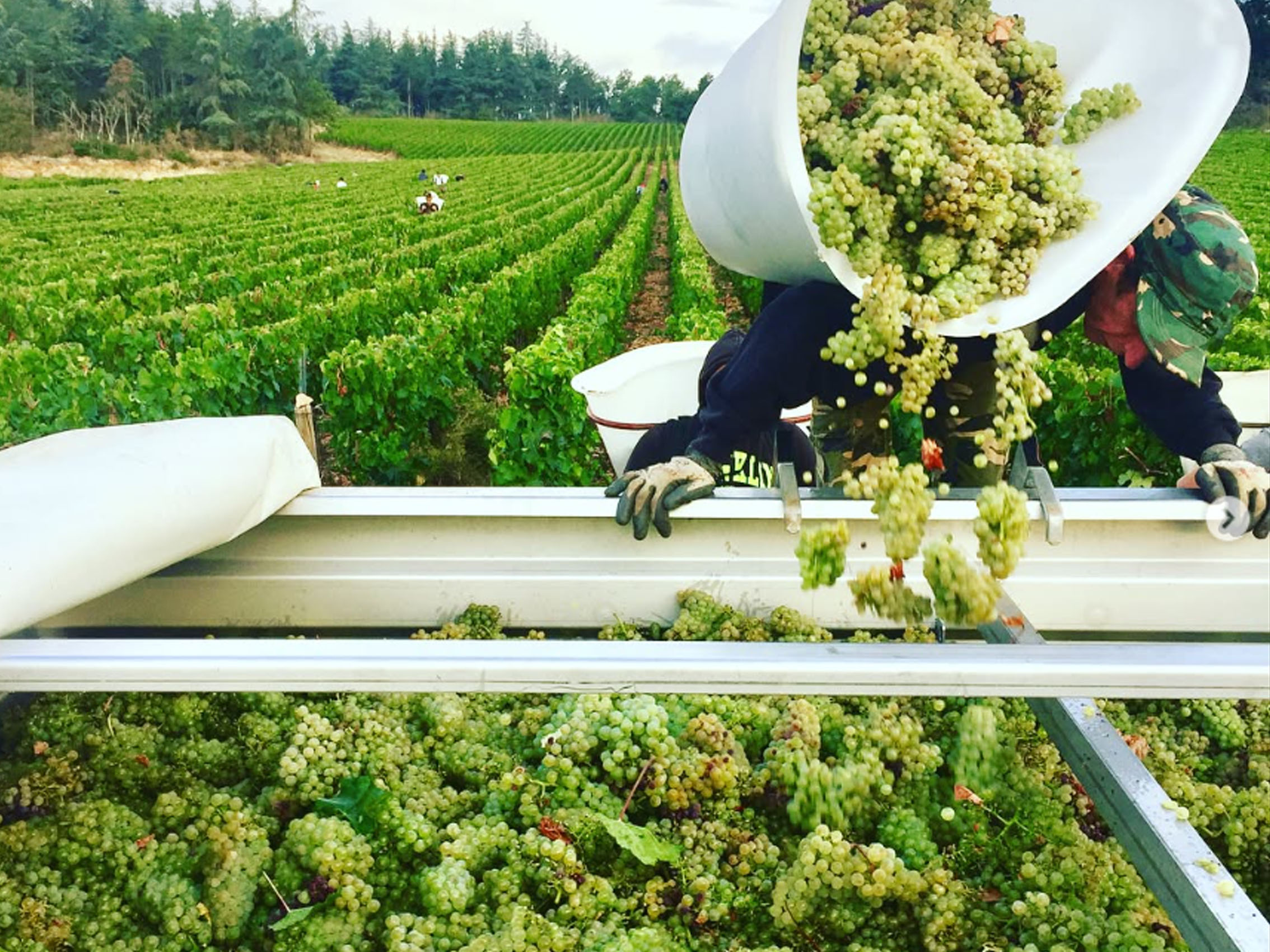 rượu vang joseph faiveley chassagne-montrachet premier cru le cailleret