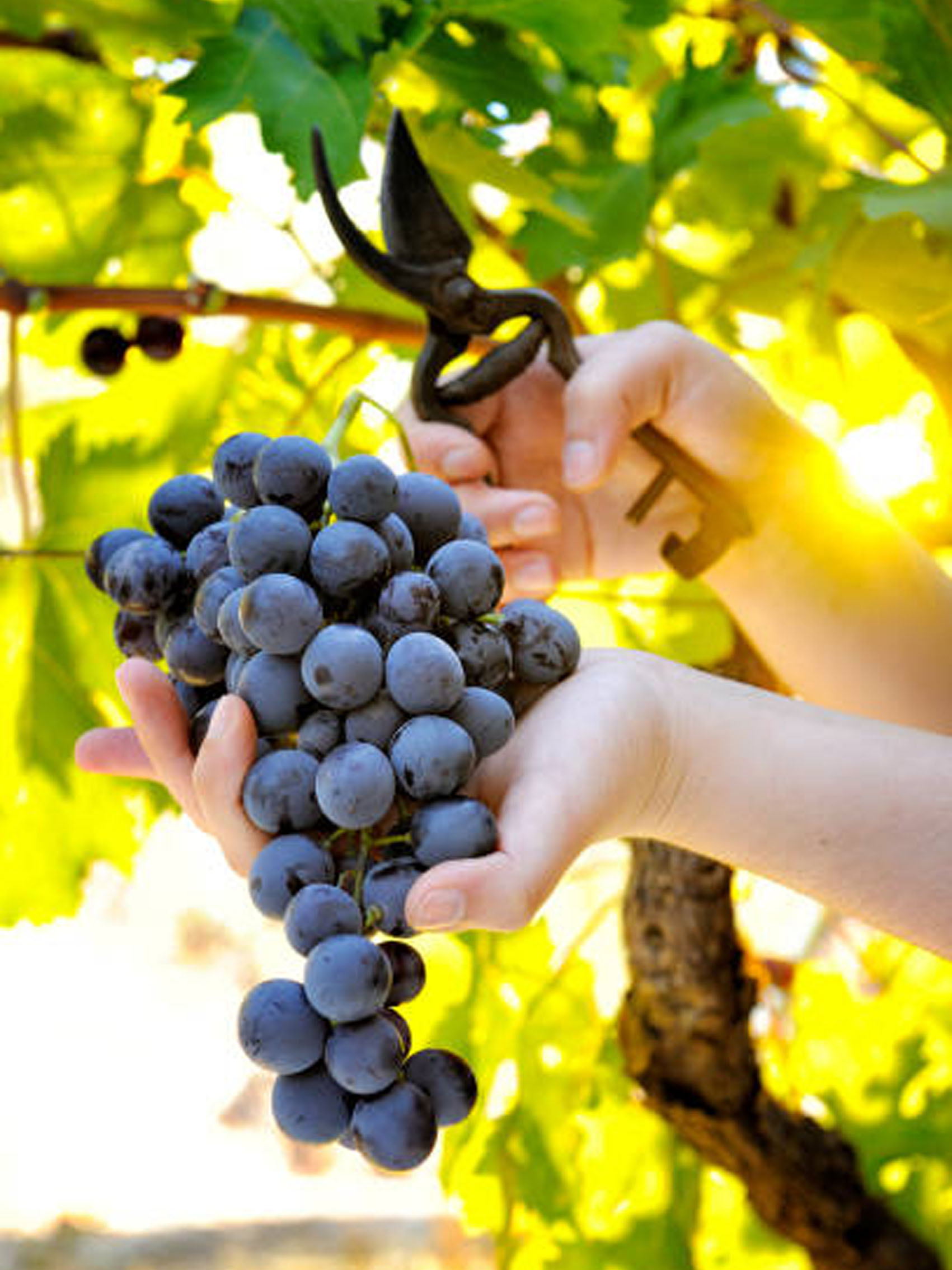 rượu vang joseph faiveley clos de la roche grand cru