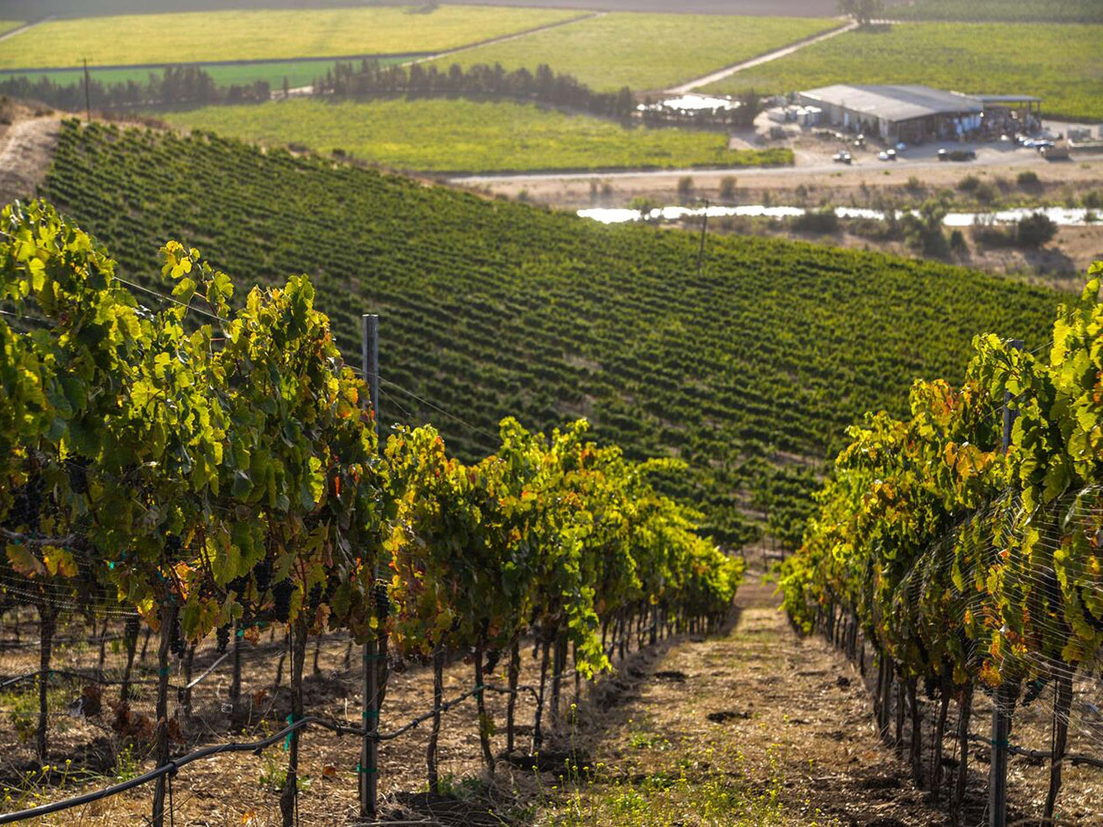 rượu vang joseph faiveley clos saint denis grand cru