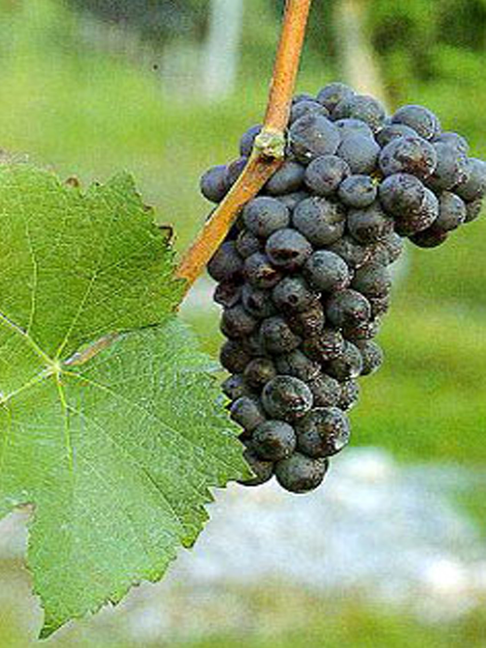 rượu vang joseph faiveley clos saint denis grand cru