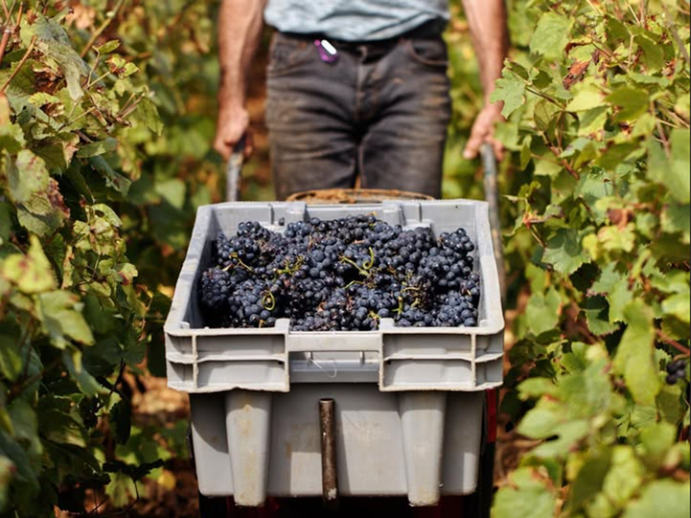 rượu vang joseph faiveley ladoix