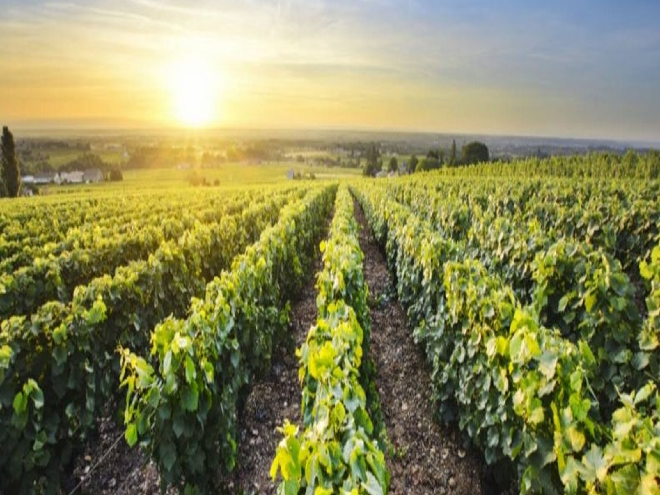 rượu vang joseph faiveley meursault premier cru charmes