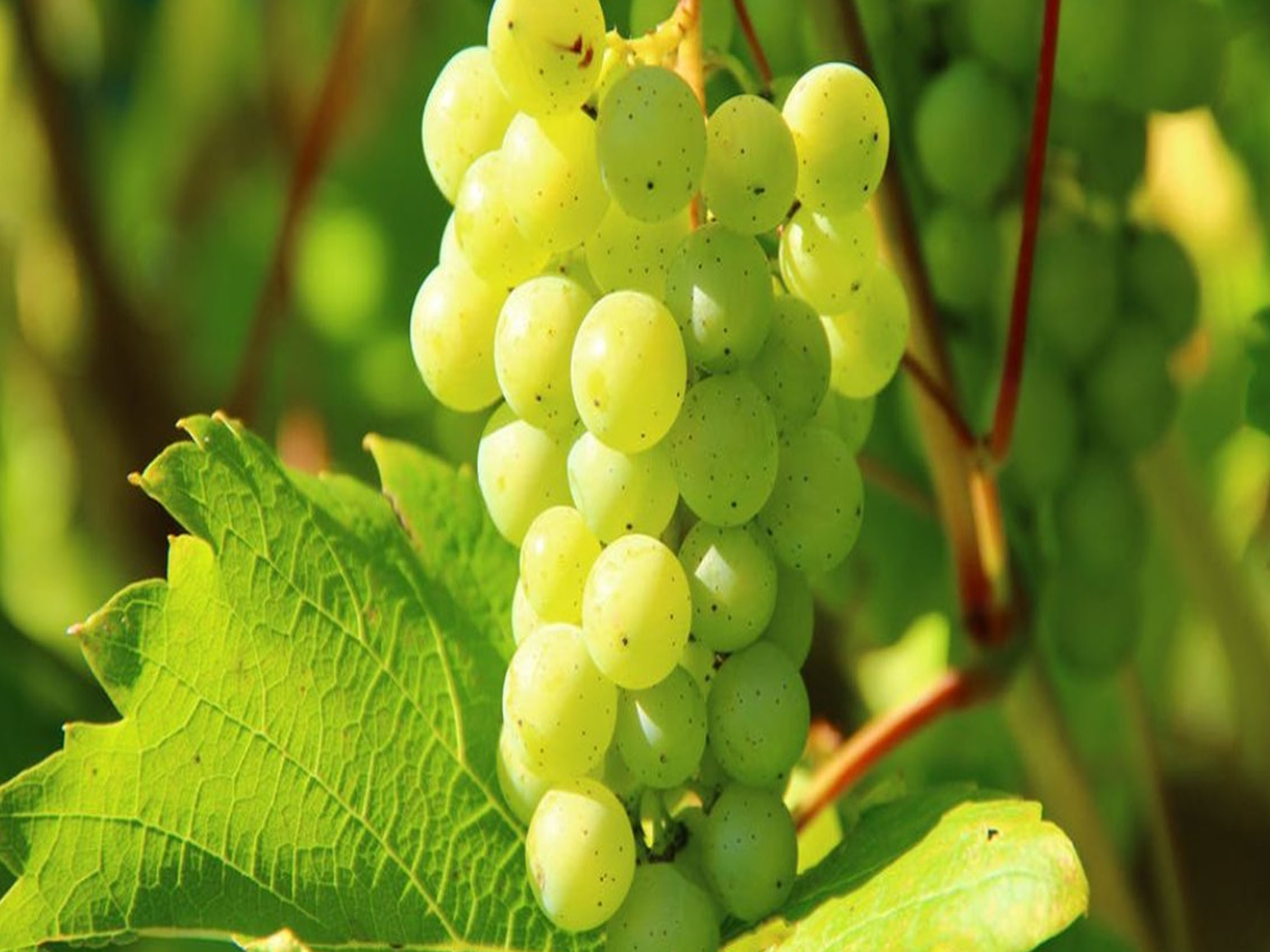 rượu vang joseph faiveley meursault premier cru charmes