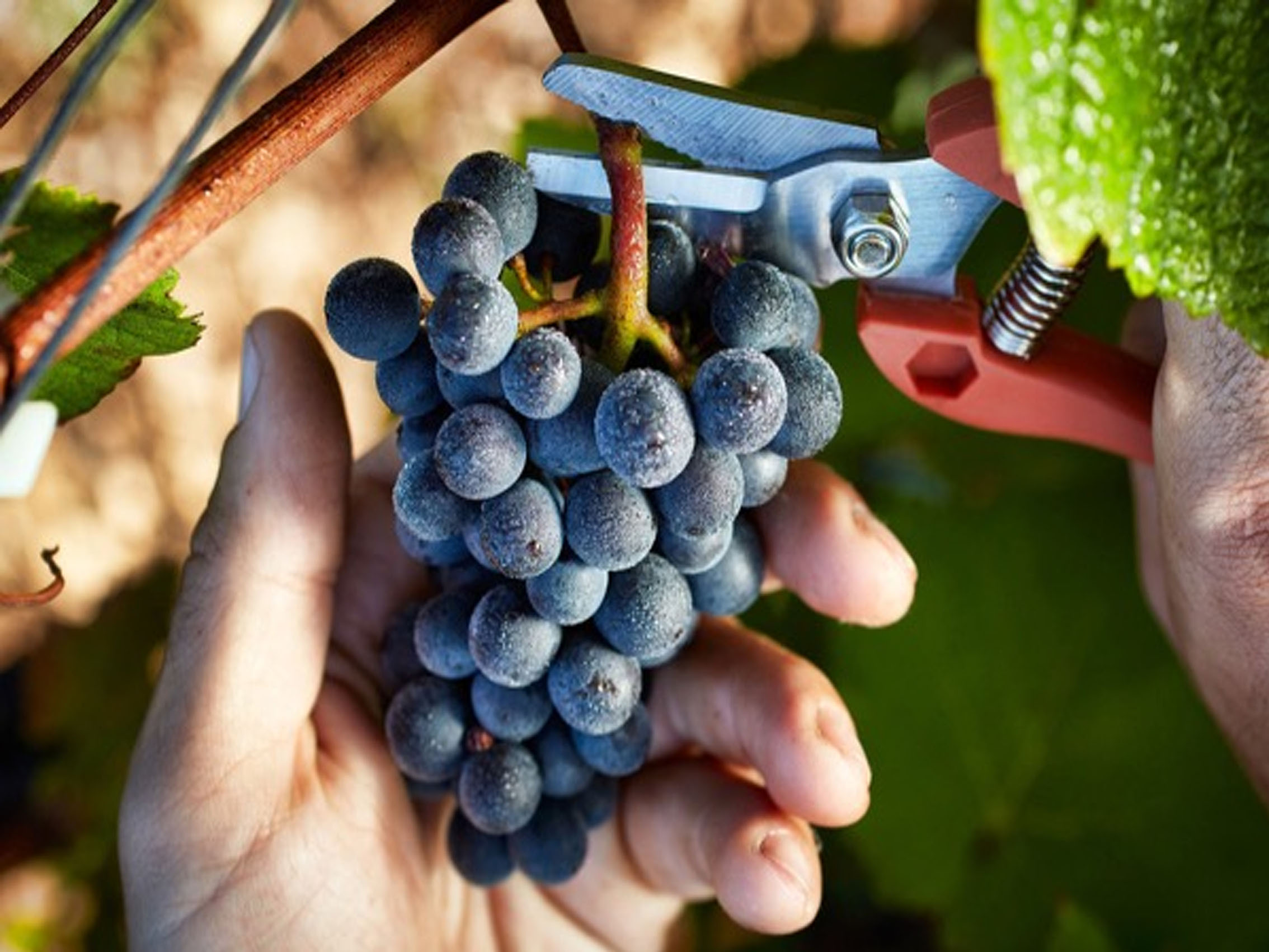 rượu vang joseph faiveley nuits saint georges premier cru les porêts saint georges