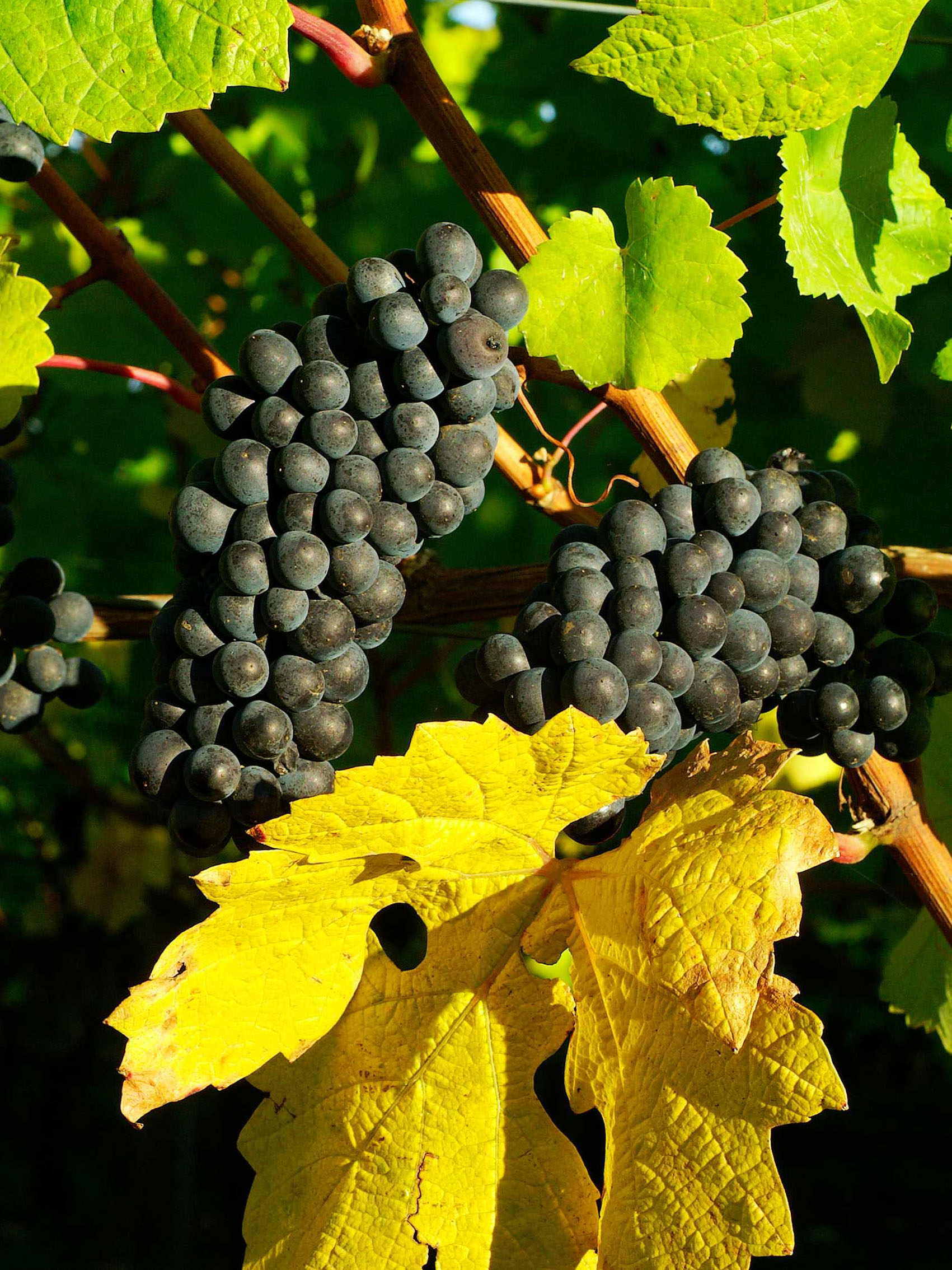 rượu vang joseph faiveley nuits saint georges premier cru les pruliers