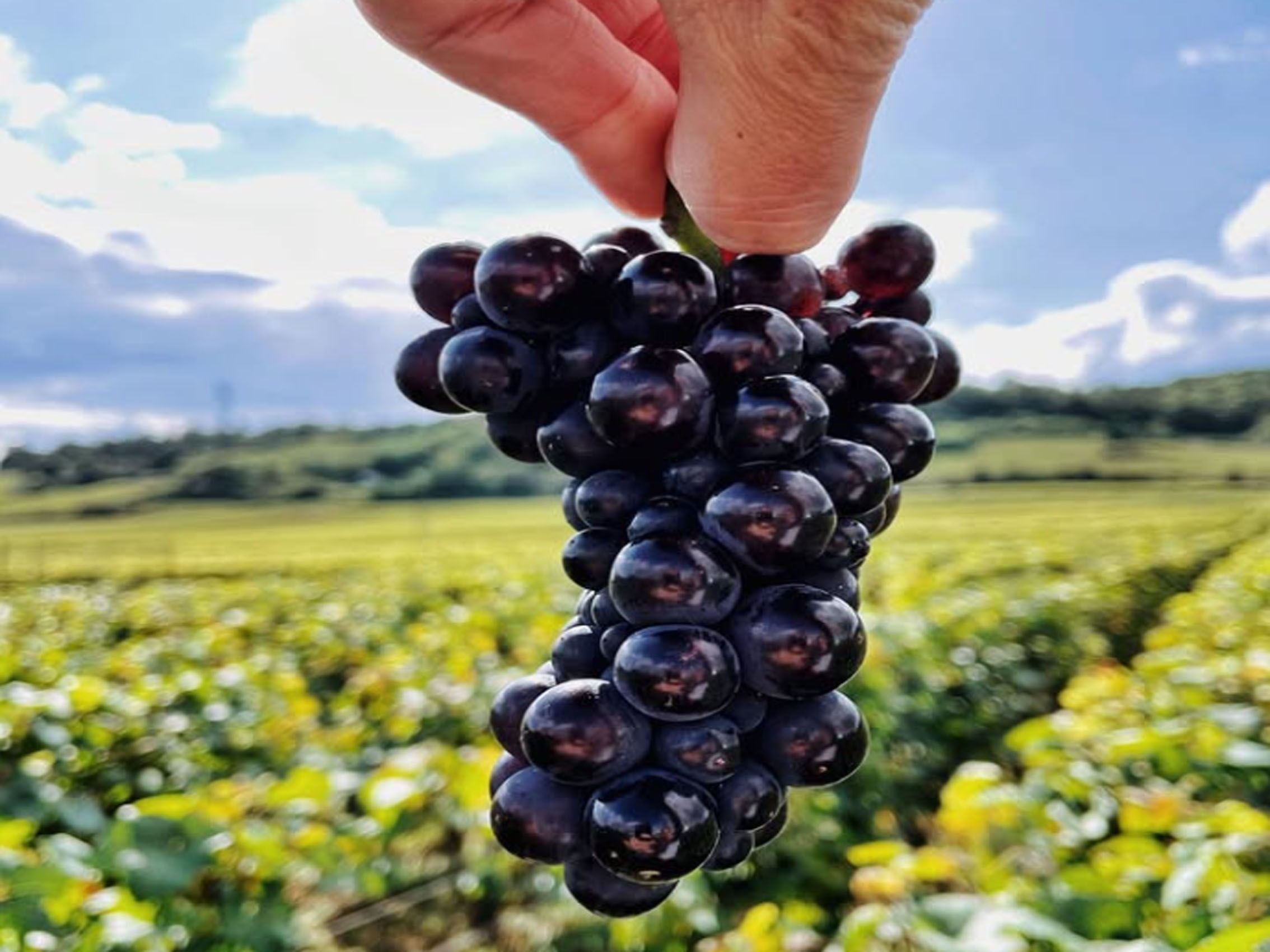 rượu vang joseph faiveley pommard