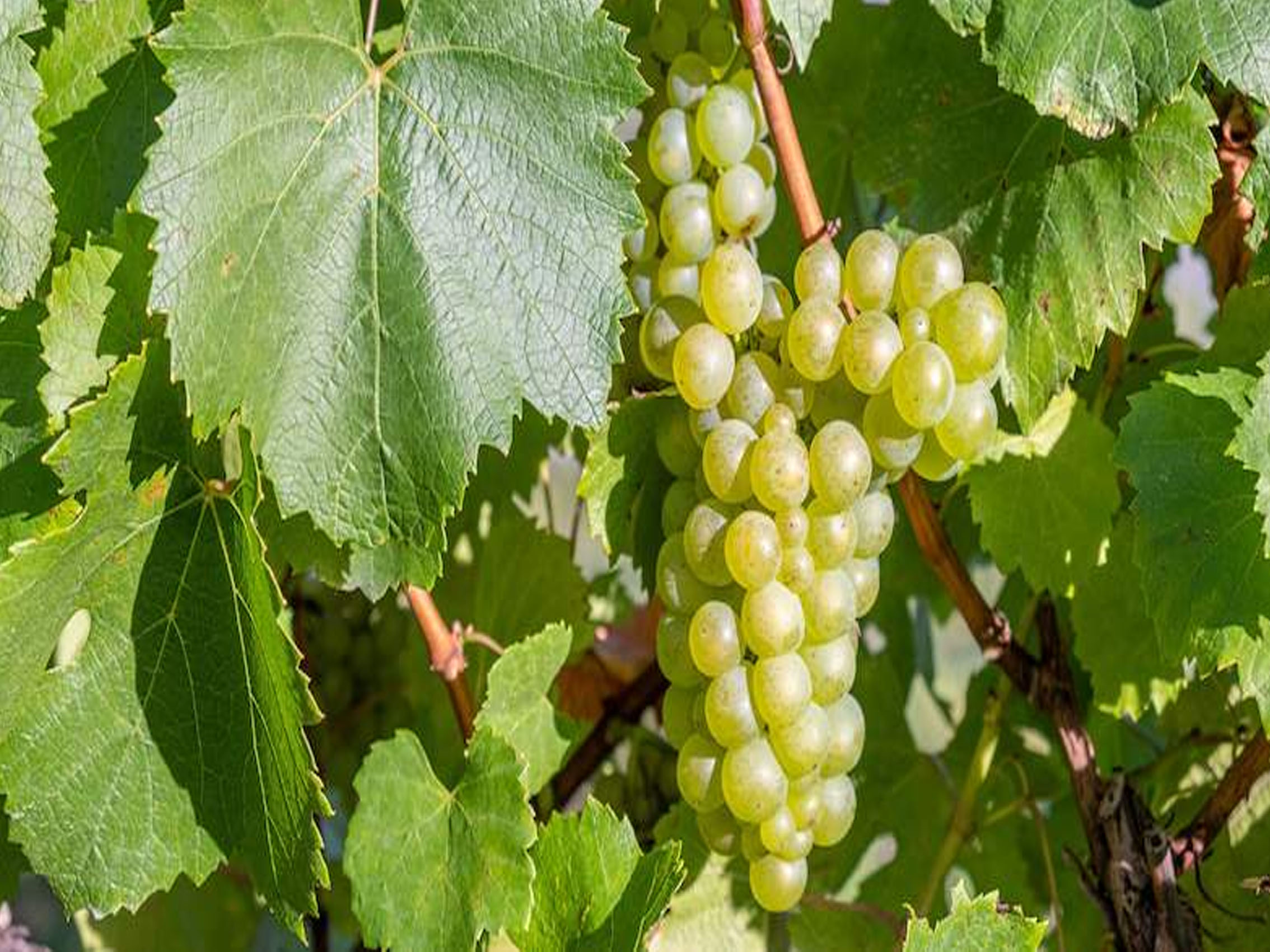 rượu vang joseph faiveley puligny-montrachet premier cru les referts