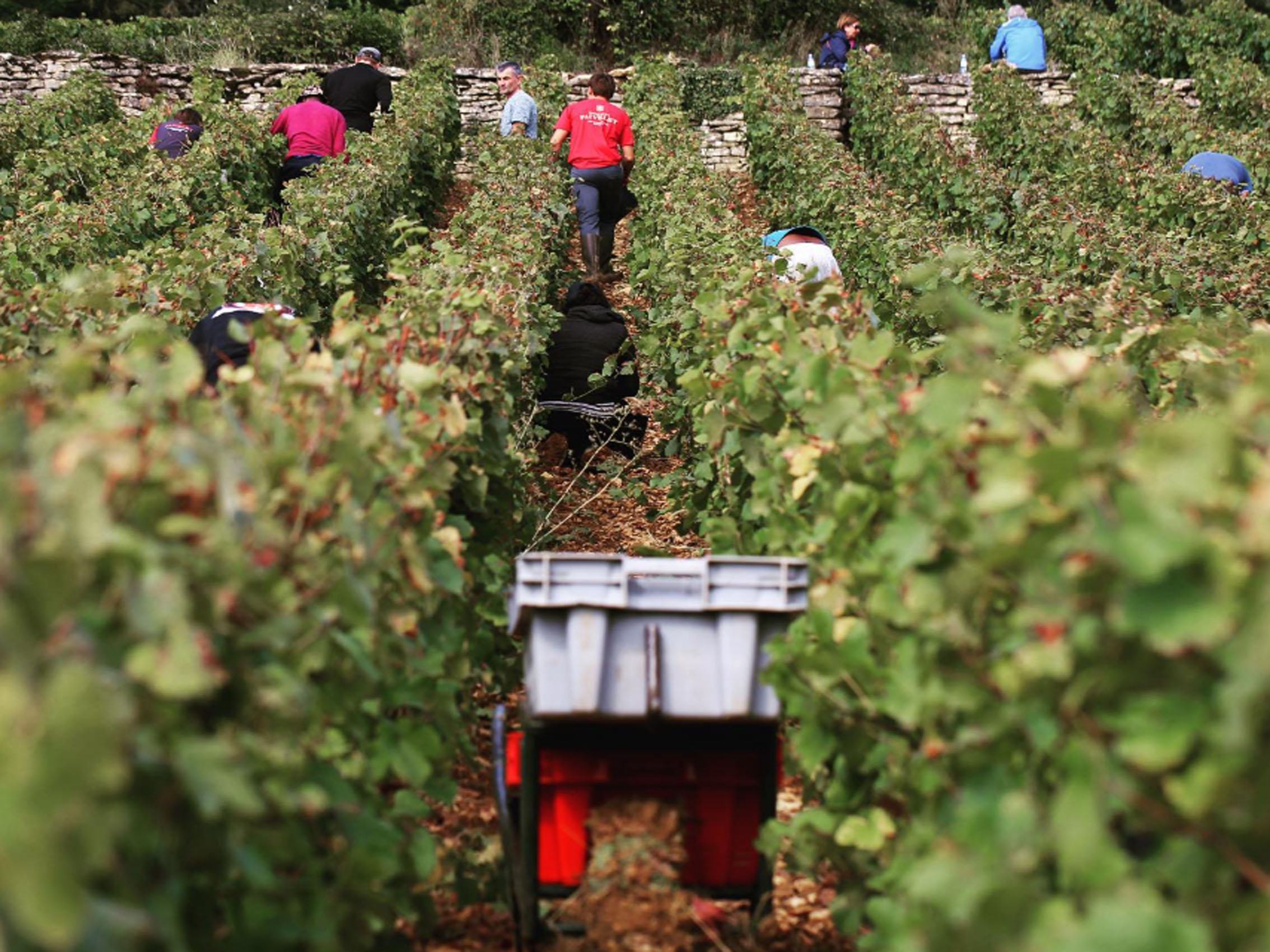 rượu vang joseph faiveley volnay