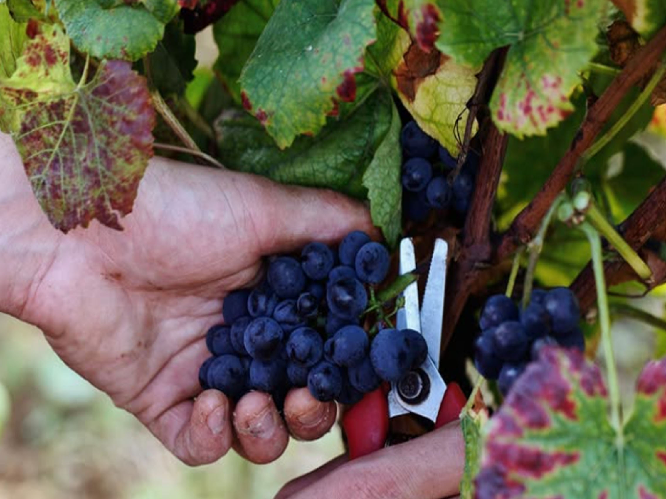 rượu vang joseph faiveley volnay