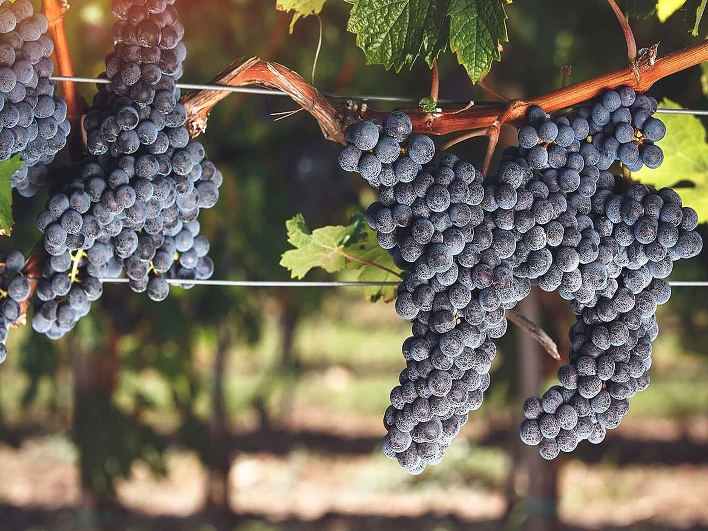 rượu vang l'esquive chateau franc maillet