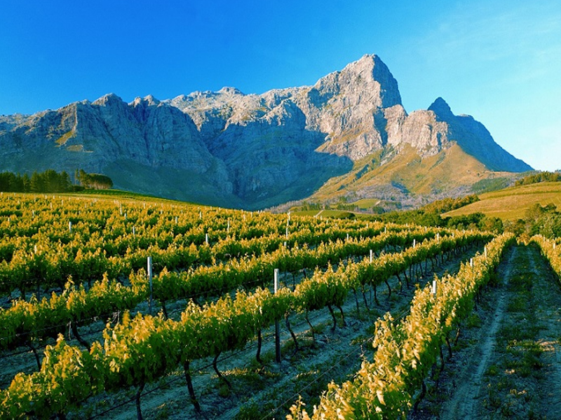 rượu vang nam phi empire western cape red blend