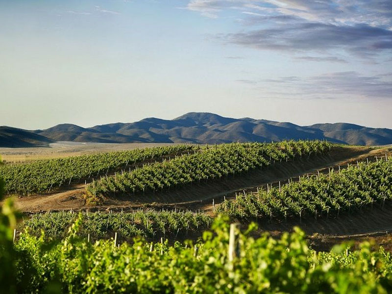 rượu vang nam phi fire phoenix