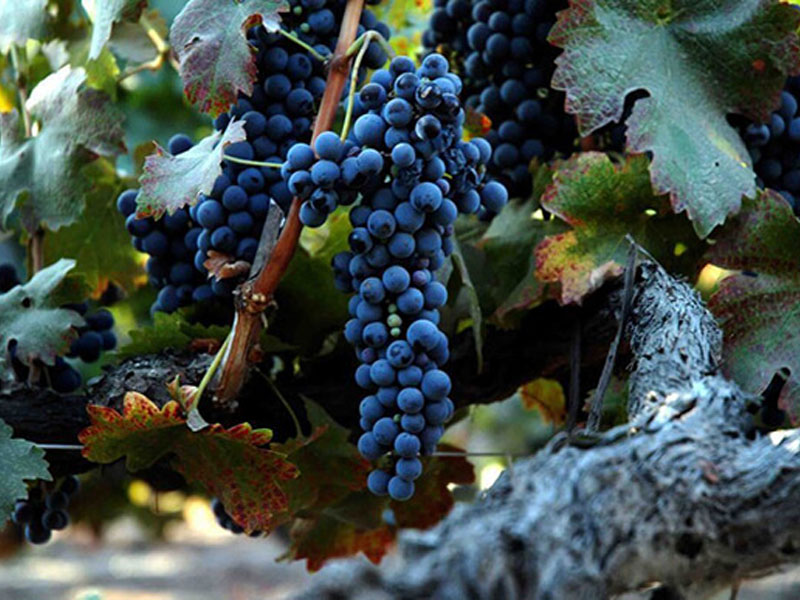 rượu vang nam phi fire phoenix