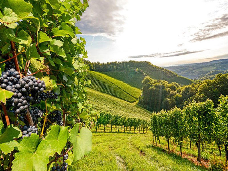 rượu vang paris night premium