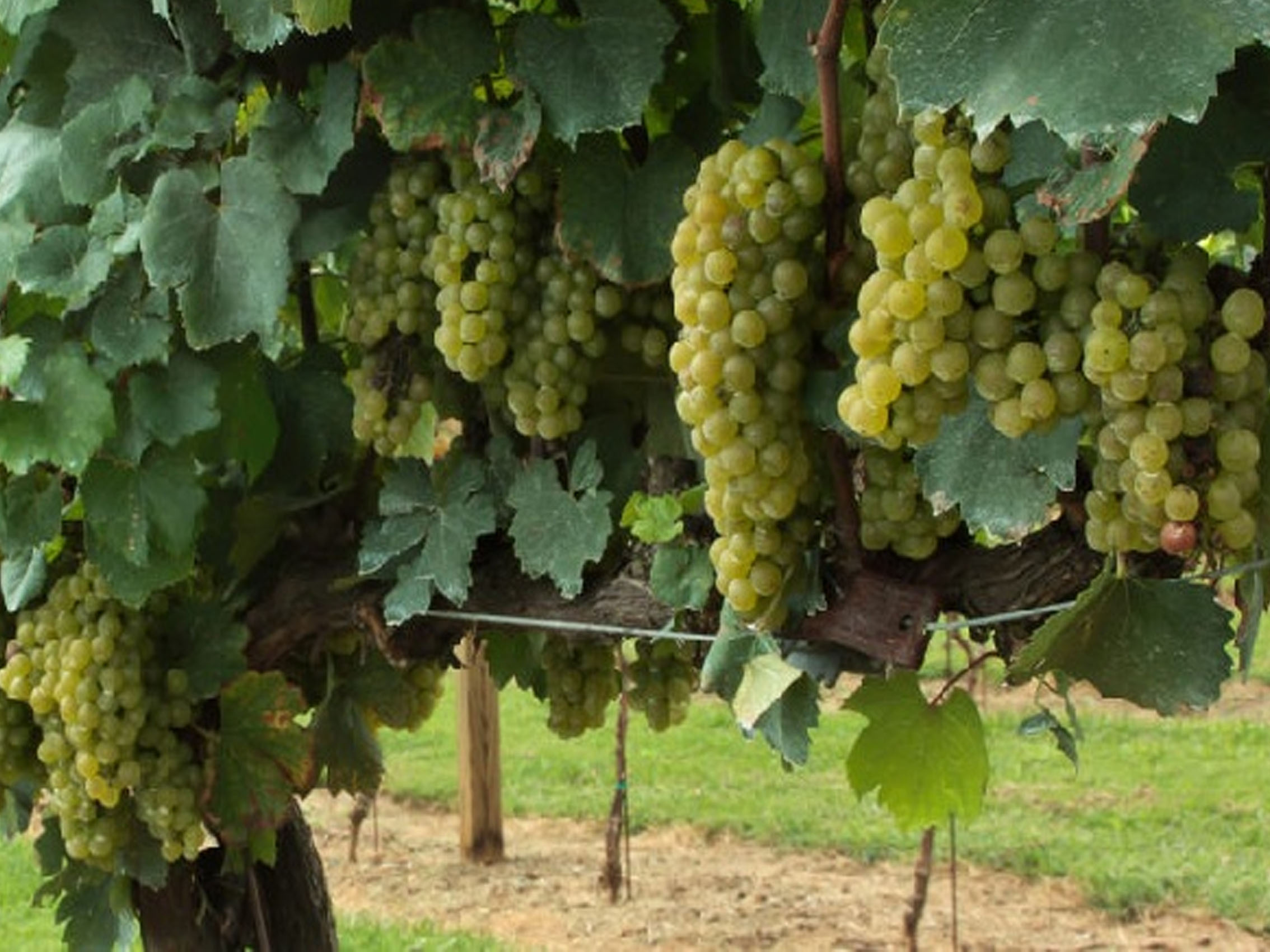 rượu vang pháp albert bichot adelie mercurey les champs michaux