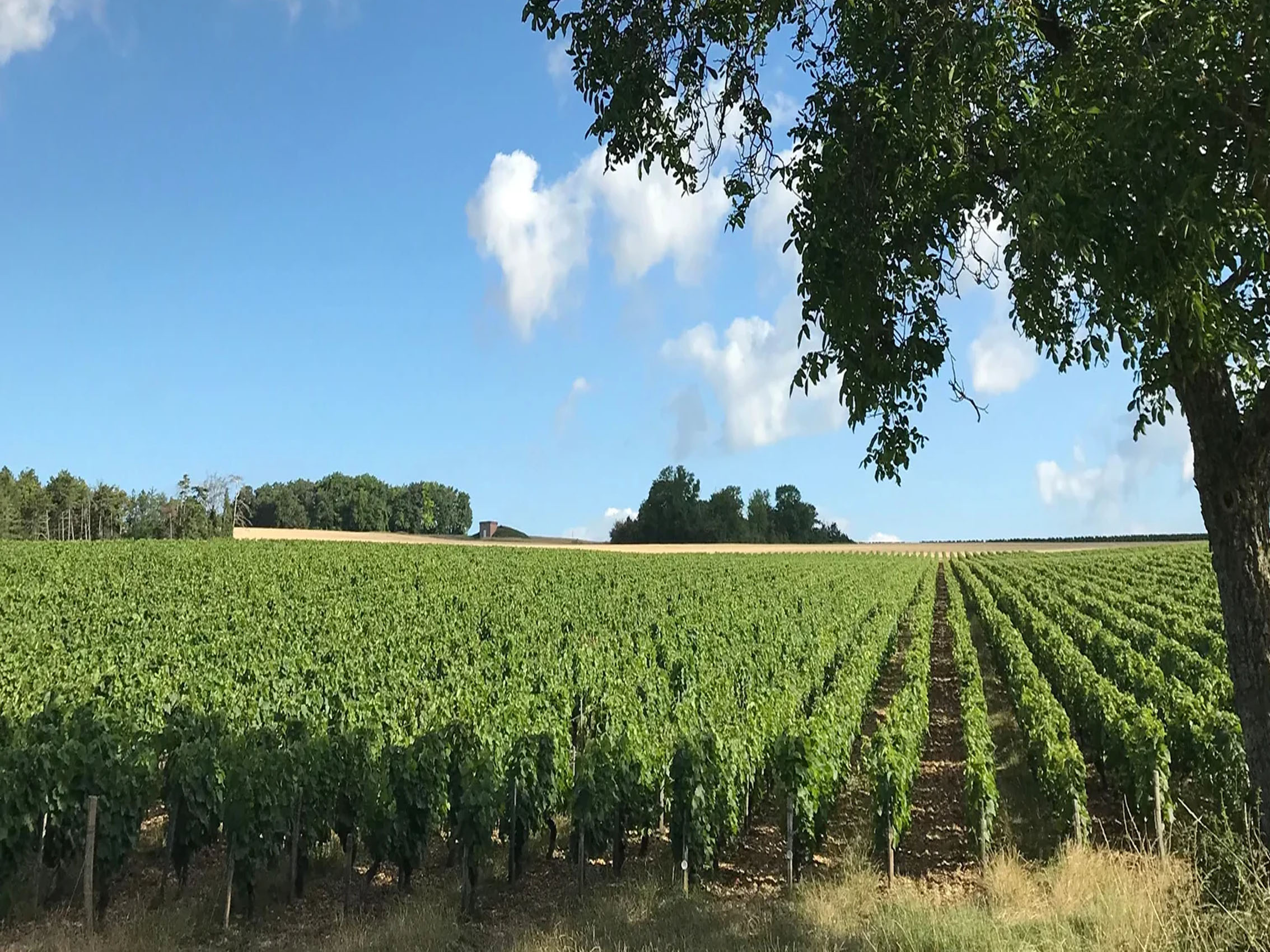 rượu vang pháp albert bichot bourgogne chardonnay cote d'or secret de famille