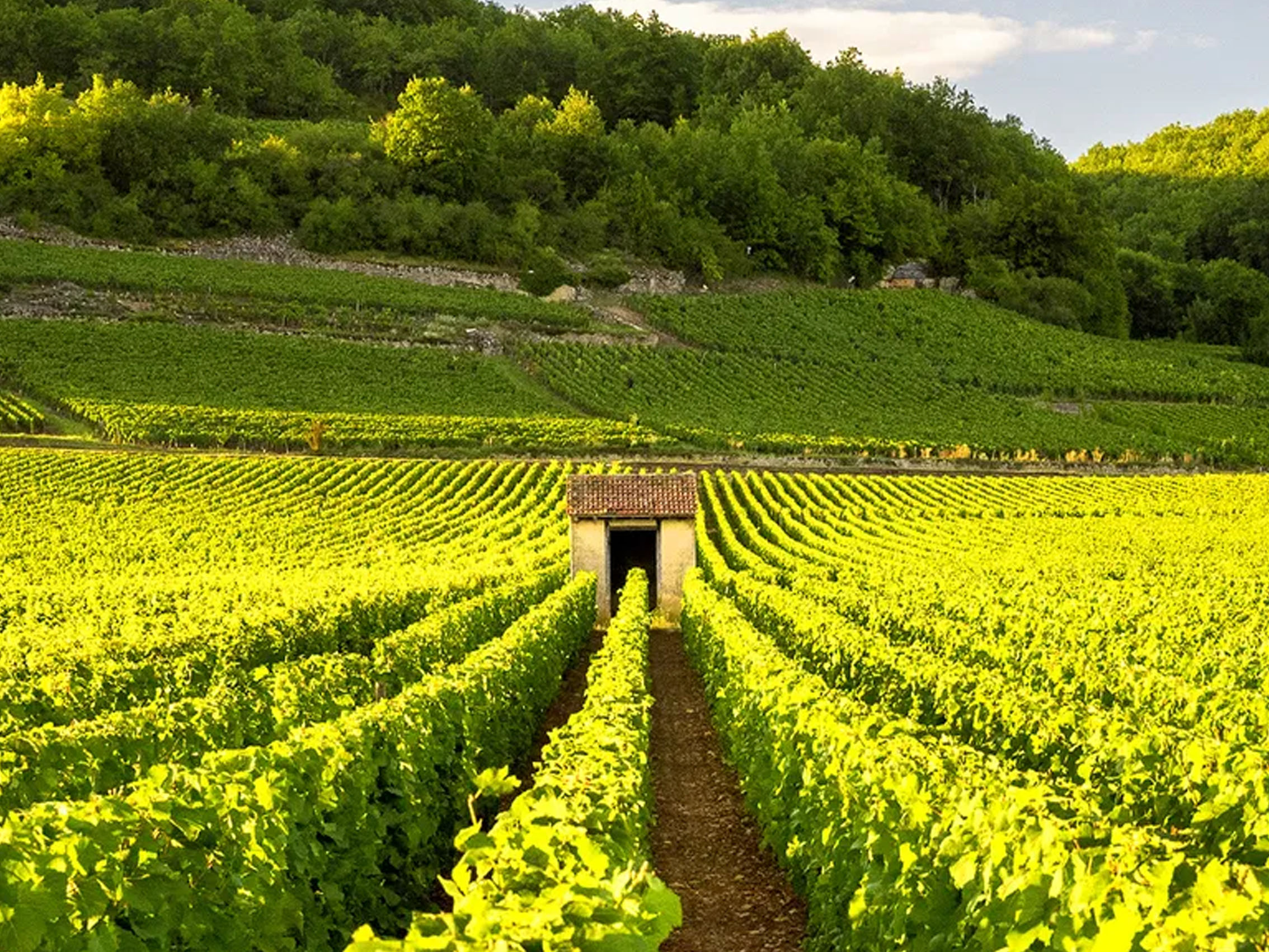 rượu vang pháp albert bichot bourgogne passetoutgrain 2020