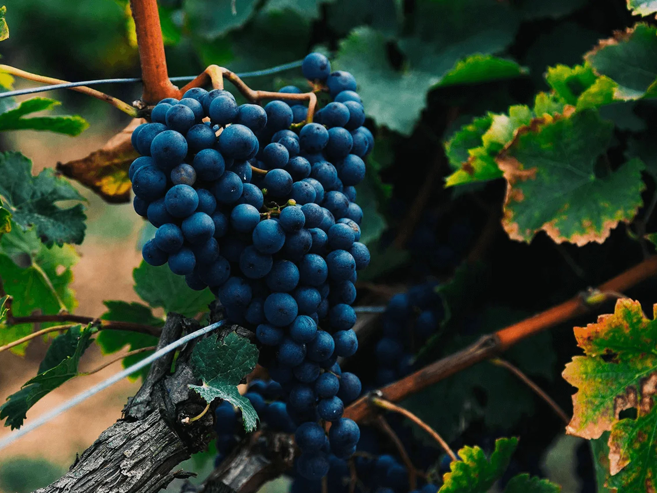 rượu vang pháp albert bichot bourgogne passetoutgrain 2020