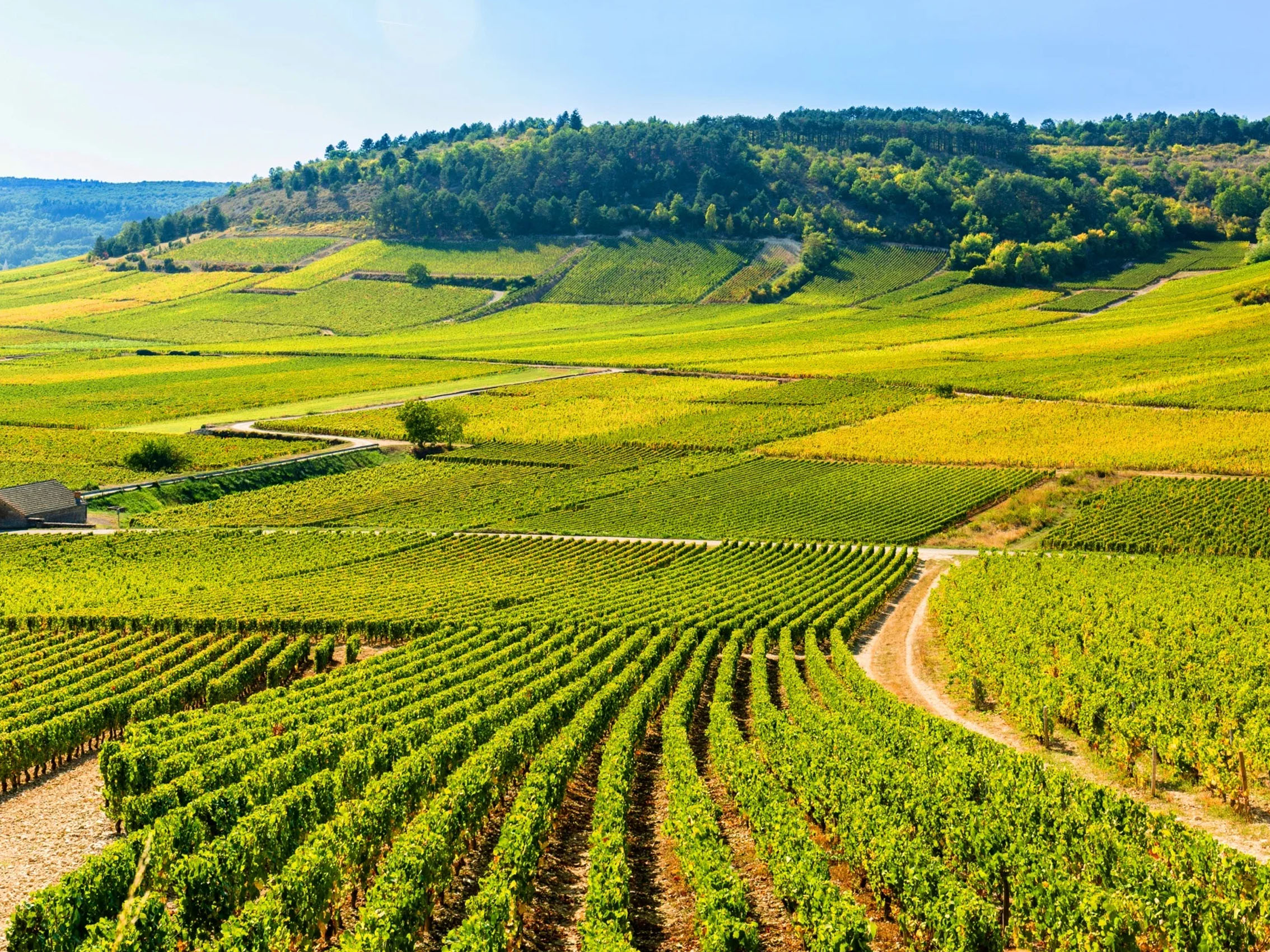 rượu vang pháp albert bichot bourgogne passetoutgrain 2021