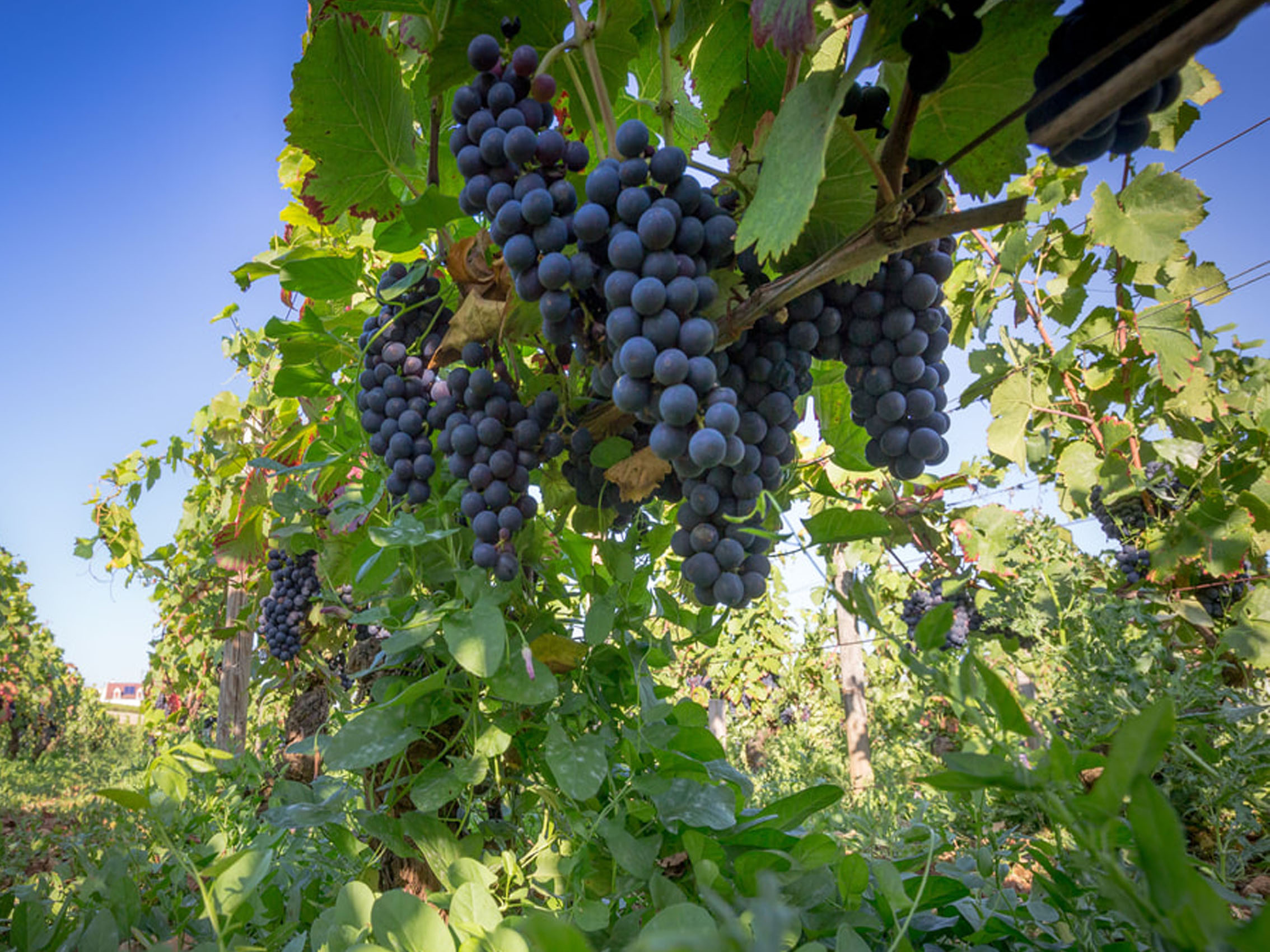 rượu vang pháp albert bichot bourgogne pinot noir origines