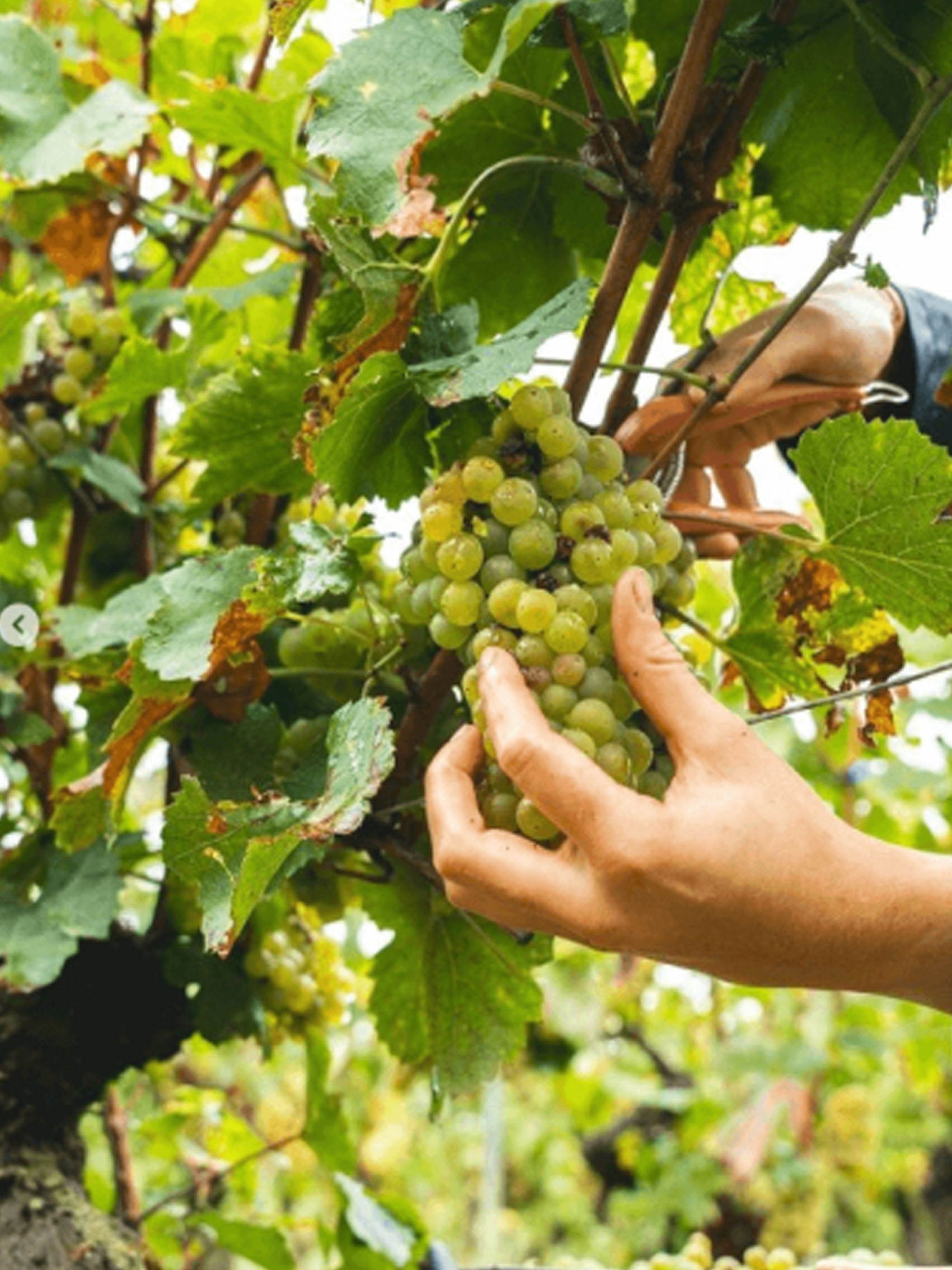 rượu vang pháp albert bichot bourgogne vieilles vignes de chardonnay