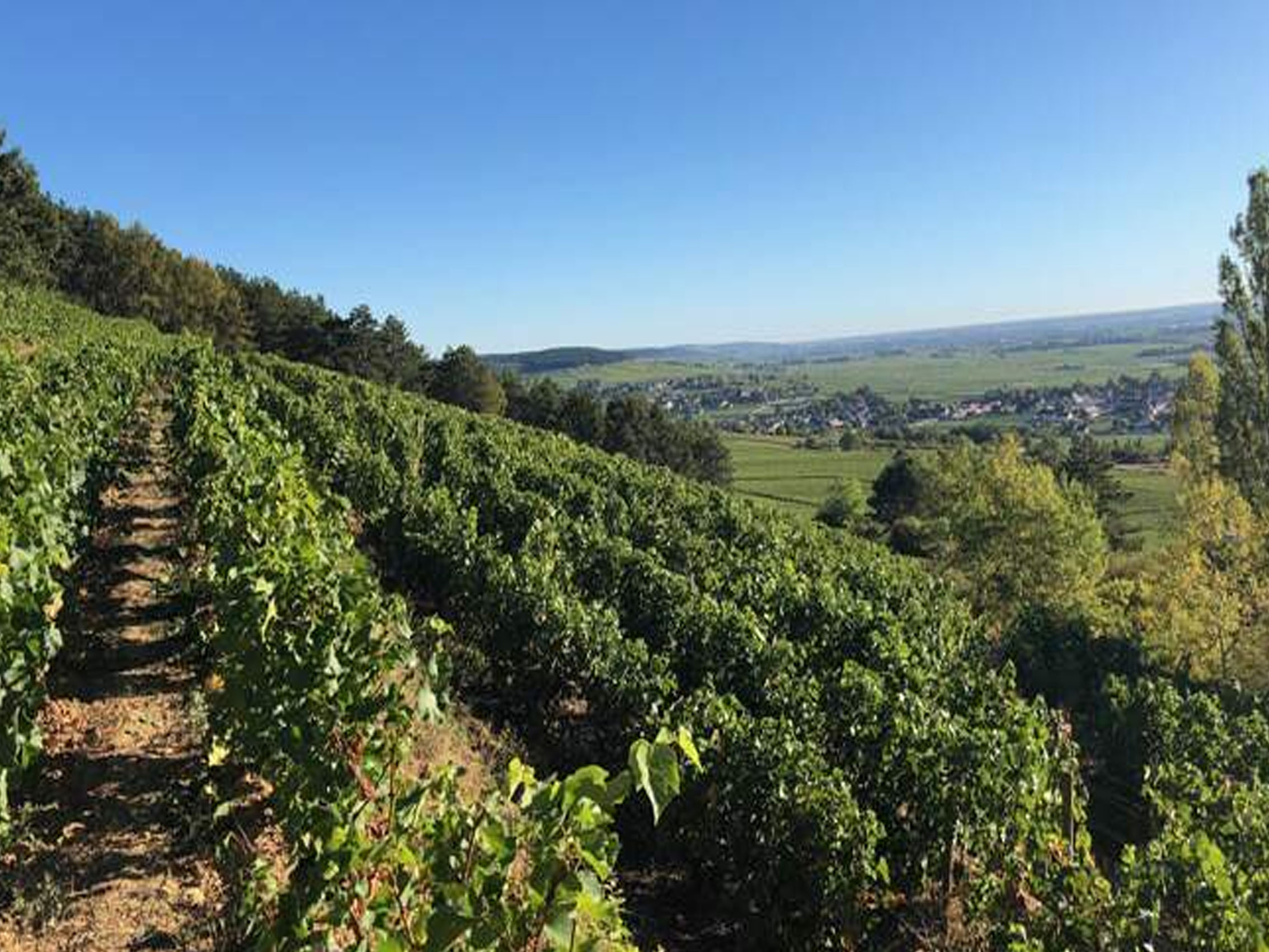 rượu vang pháp albert bichot bourgogne vieilles vignes de chardonnay