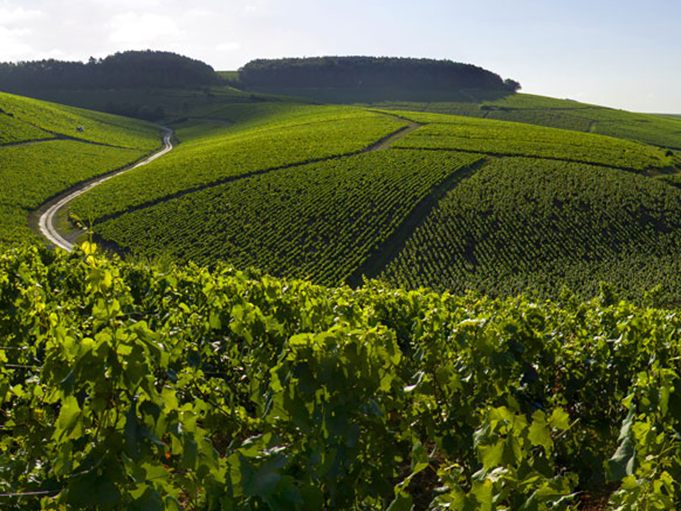 rượu vang pháp albert bichot chassagne montrachet premier cru morgeot