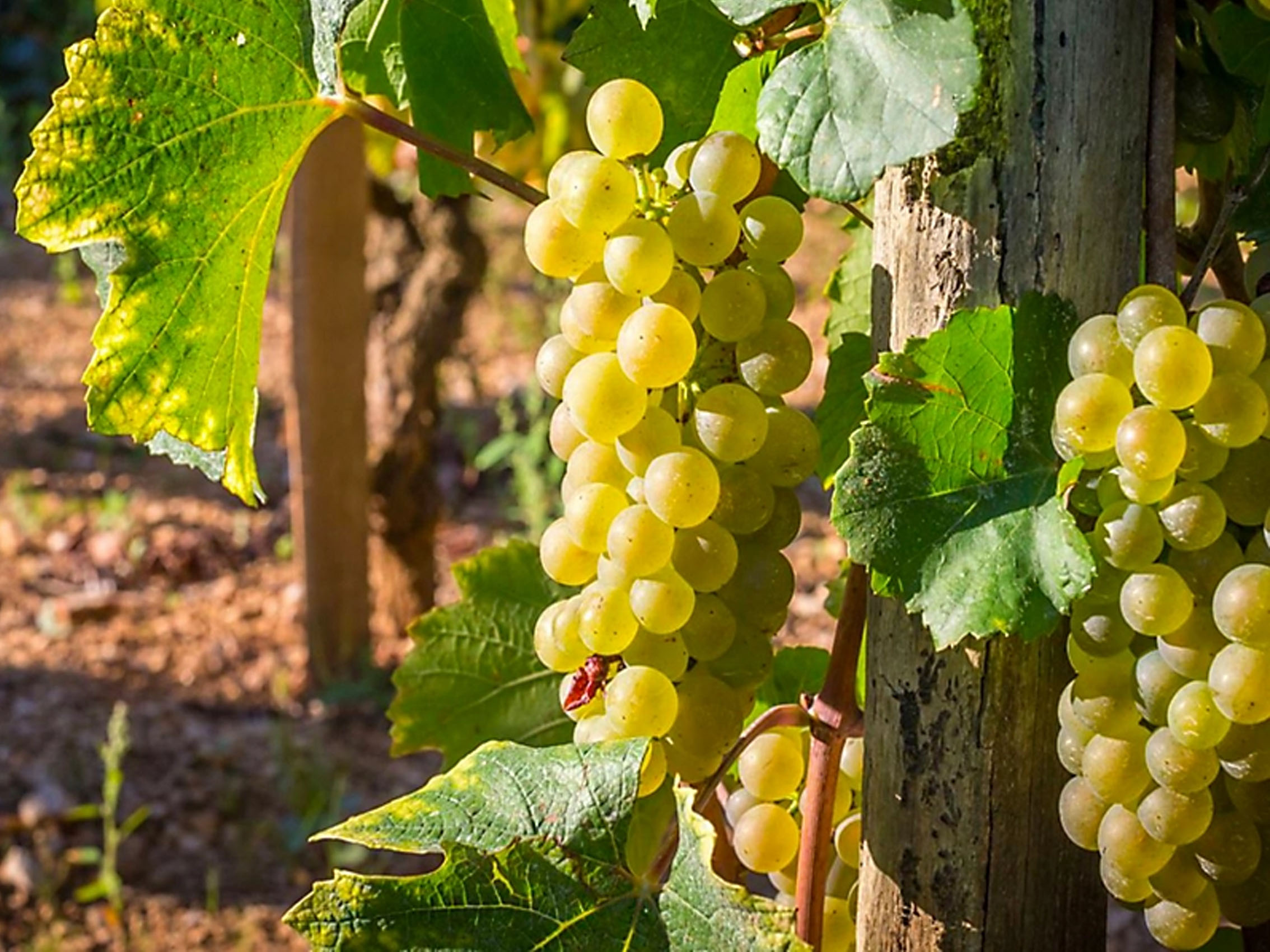 rượu vang pháp albert bichot chassagne montrachet premier cru morgeot